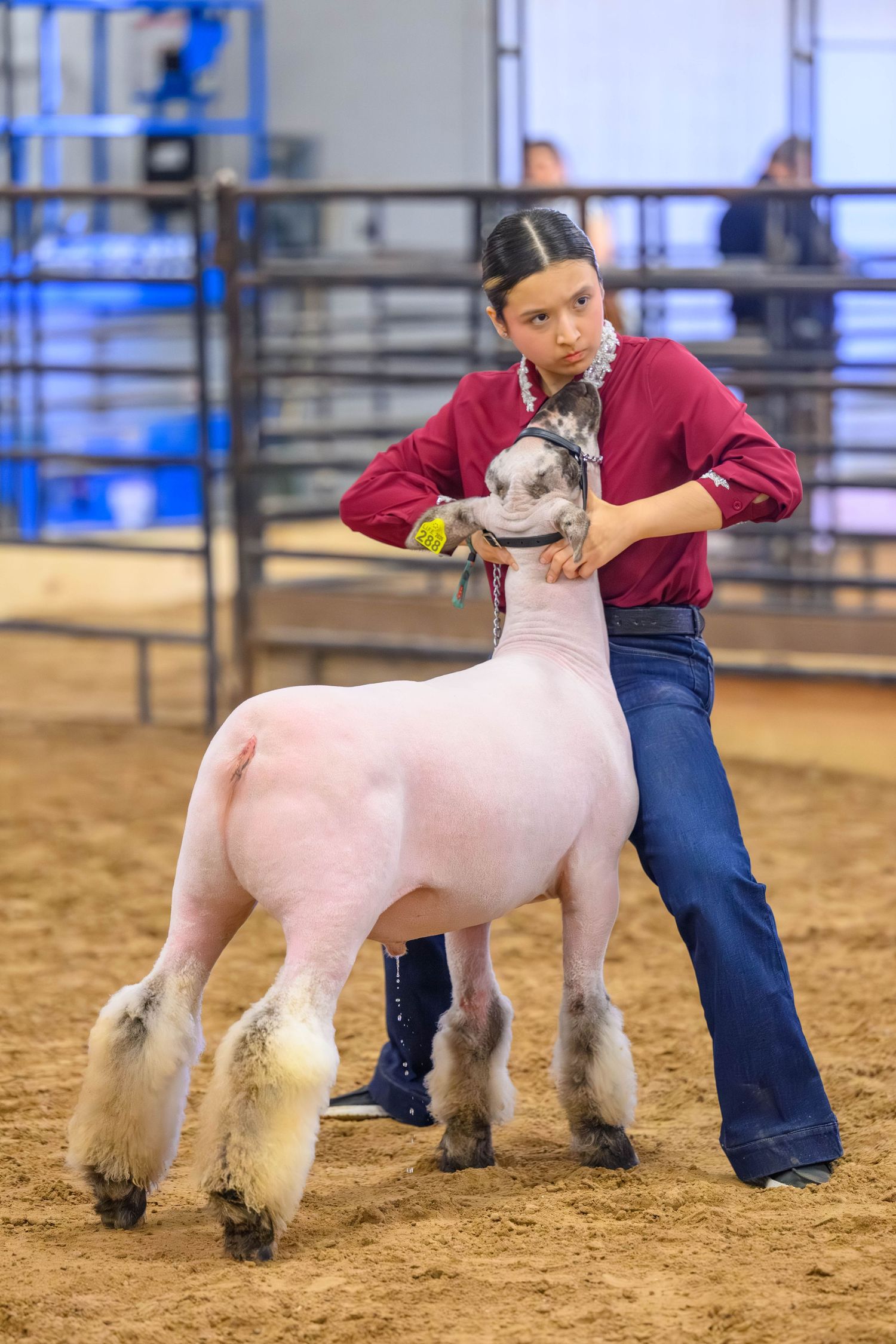 Young girl in red shirt showing a sheared sheep at an indoor livestock competition on a sandy arena floor.
