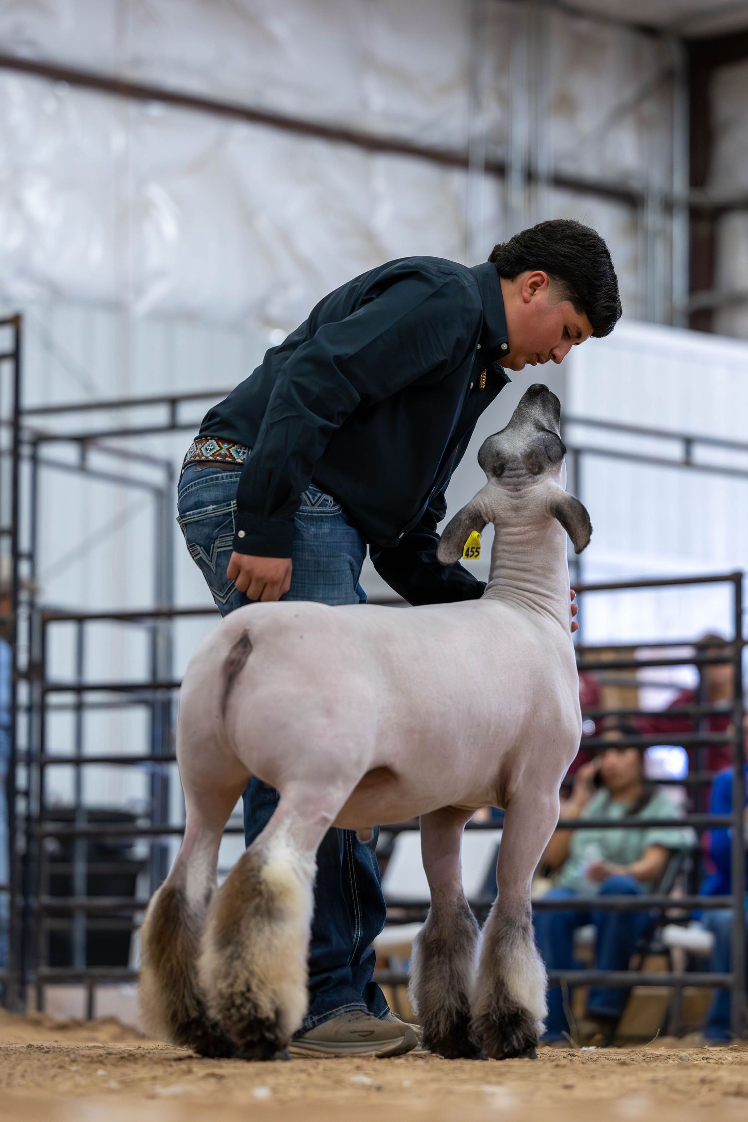 Handler presenting and positioning a show sheep for judging at a livestock competition.