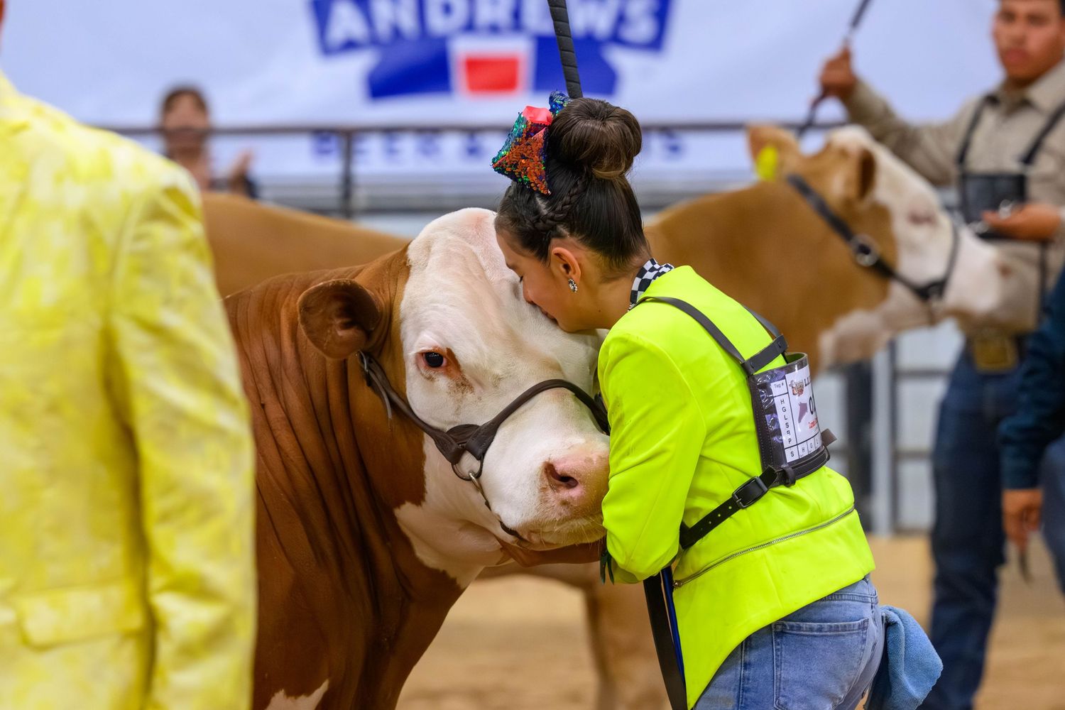 Young girl in neon vest hugging a Hereford show cattle at an indoor livestock competition.