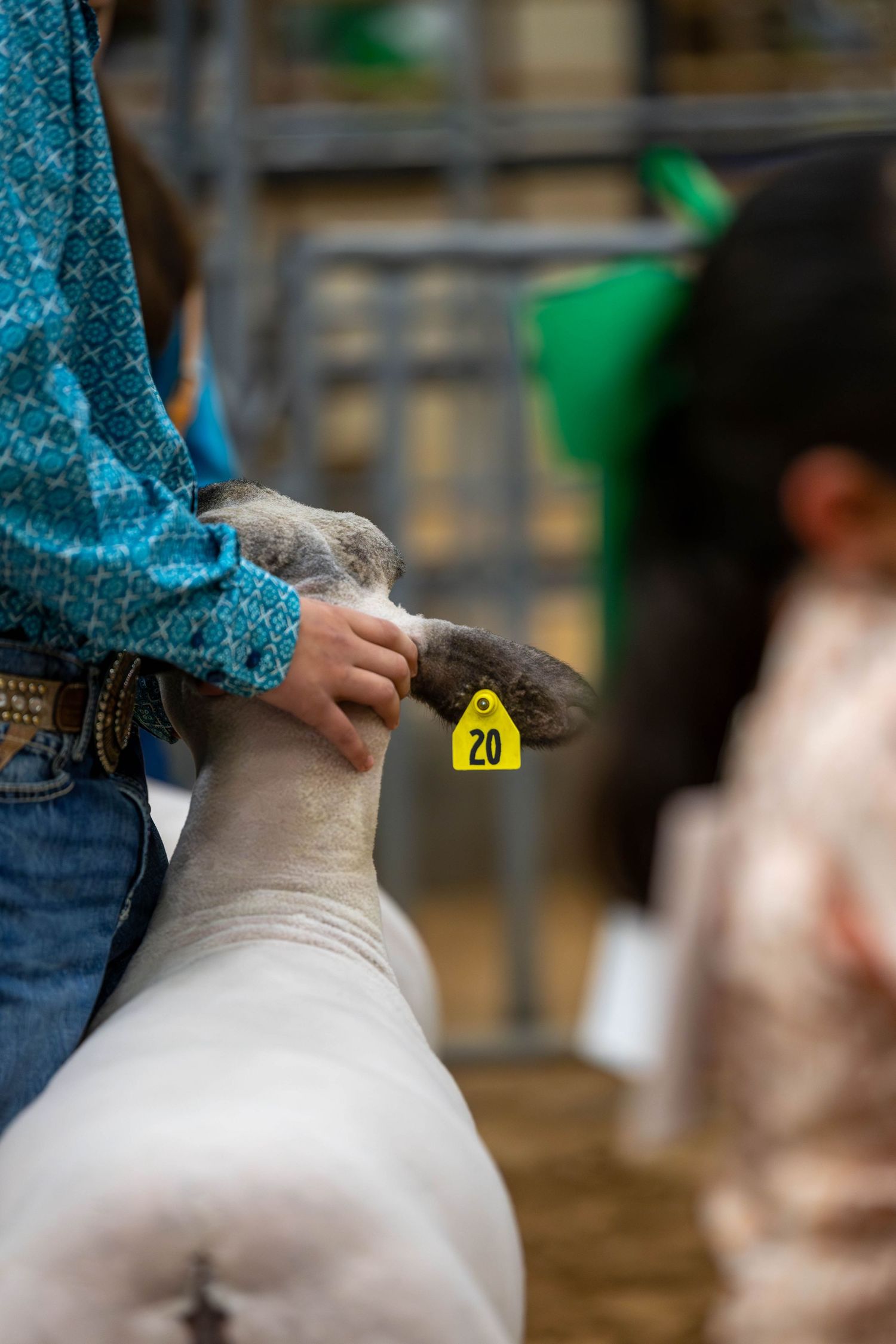 Close-up of hands holding a tagged sheep at a livestock show.