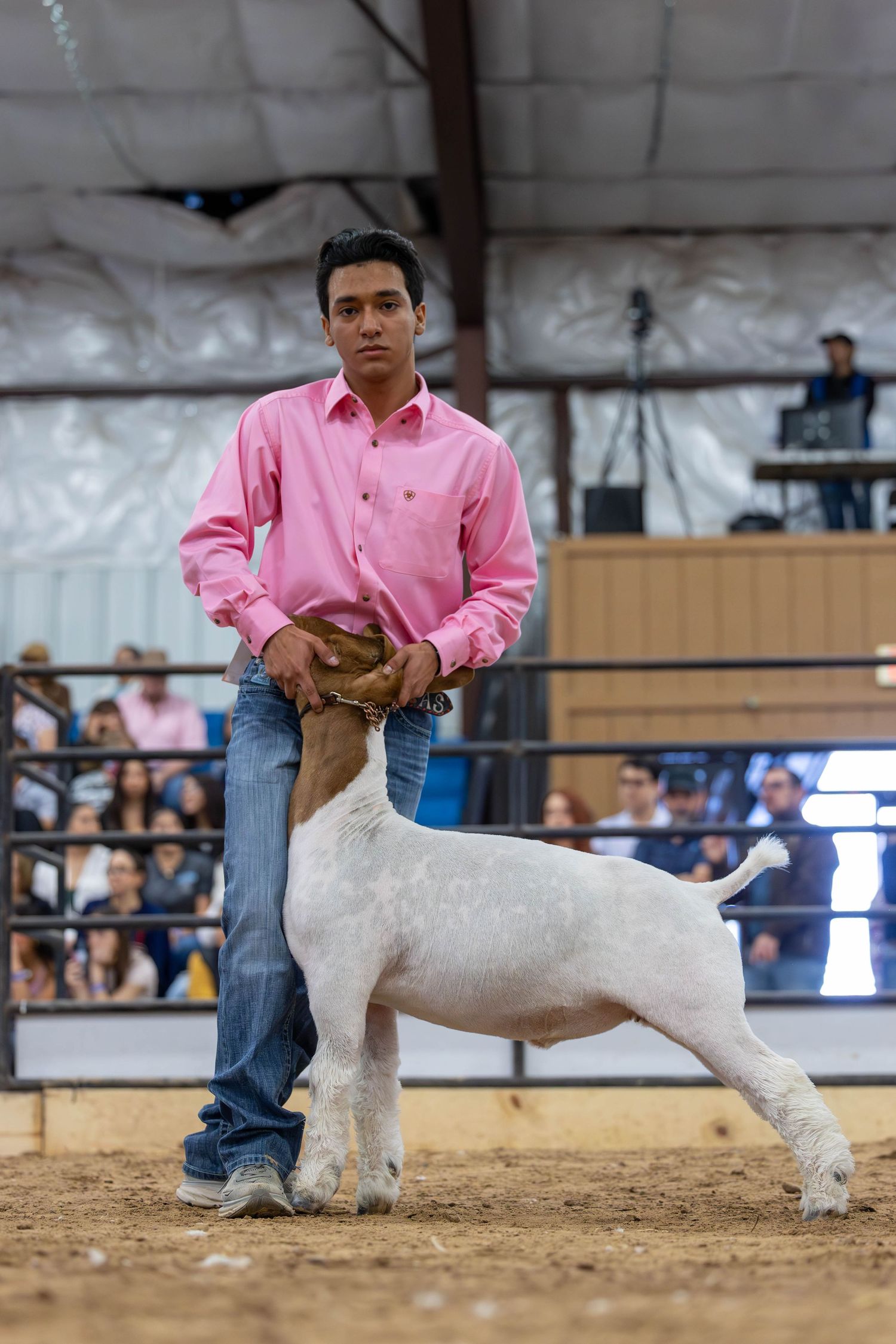 A competitor presents a white show goat in proper stance during a livestock competition.