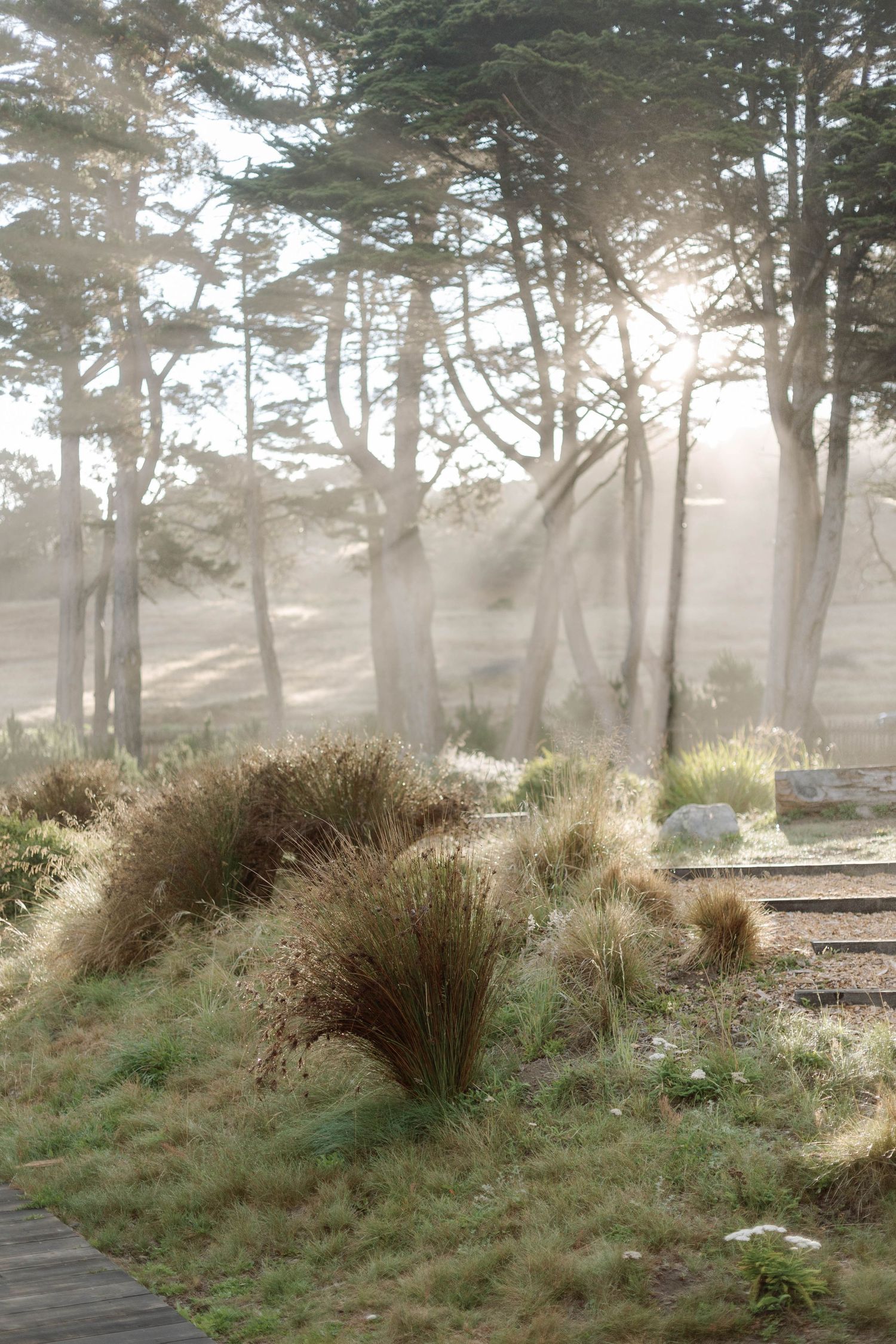 Sunlight streams through misty pine trees along a coastal path with ornamental grasses in the foreground.