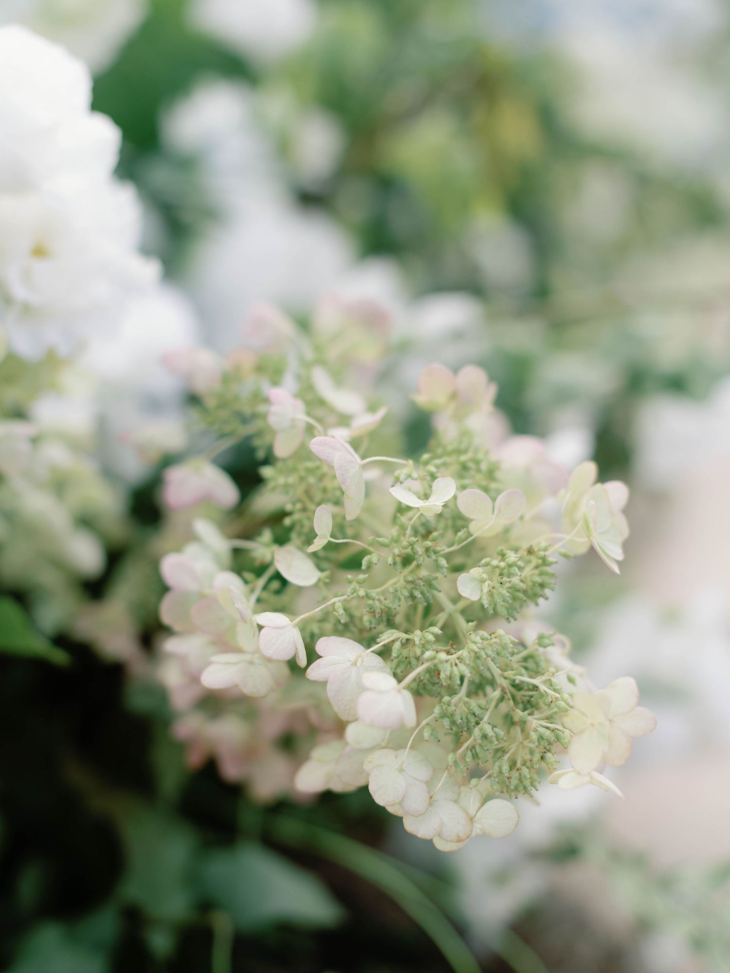 Delicate white hydrangea flowers in soft focus creating a dreamy floral backdrop.