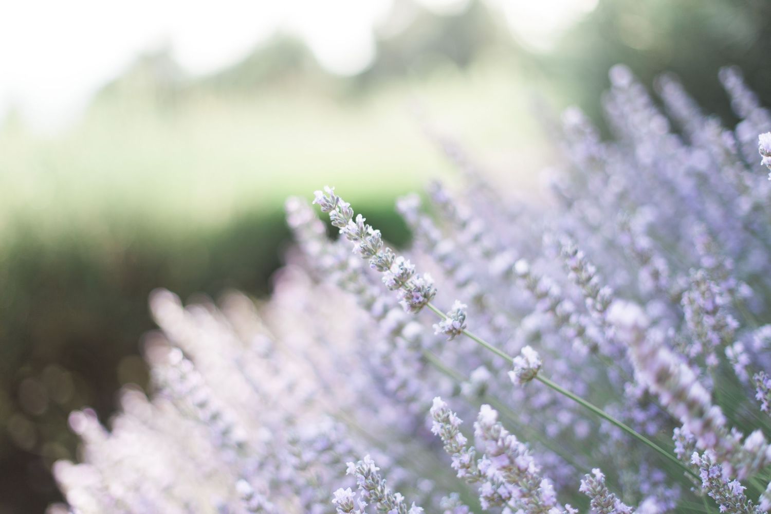 Soft focus lavender flowers blooming in garden with dreamy natural lighting.