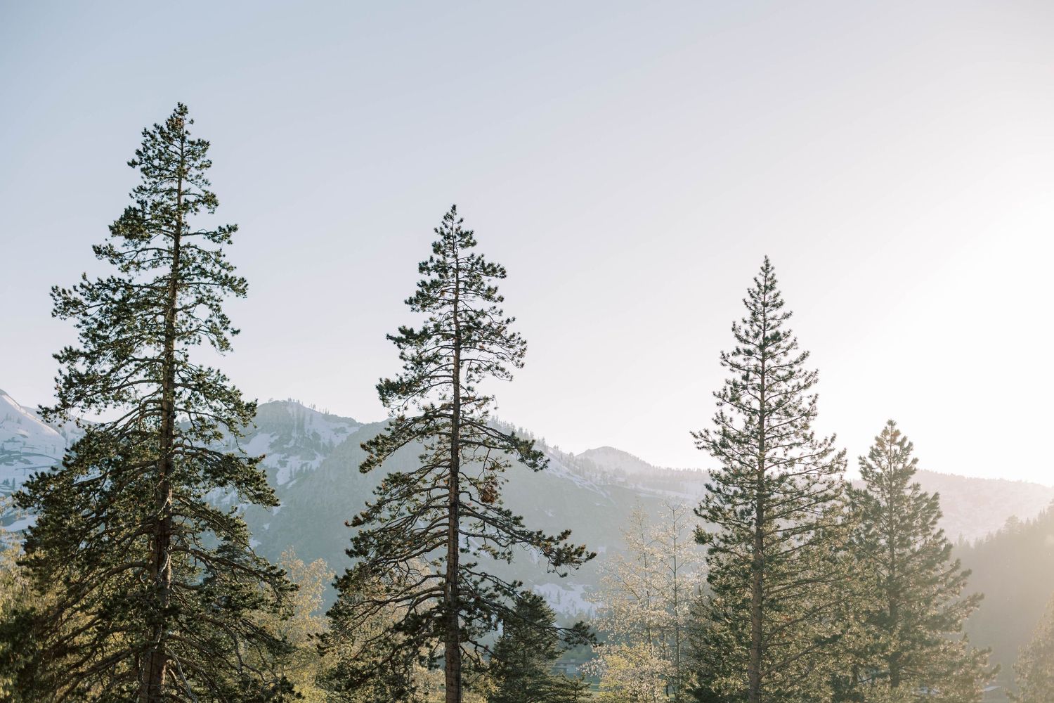 Tall pine trees silhouetted against mountain landscape at sunset.