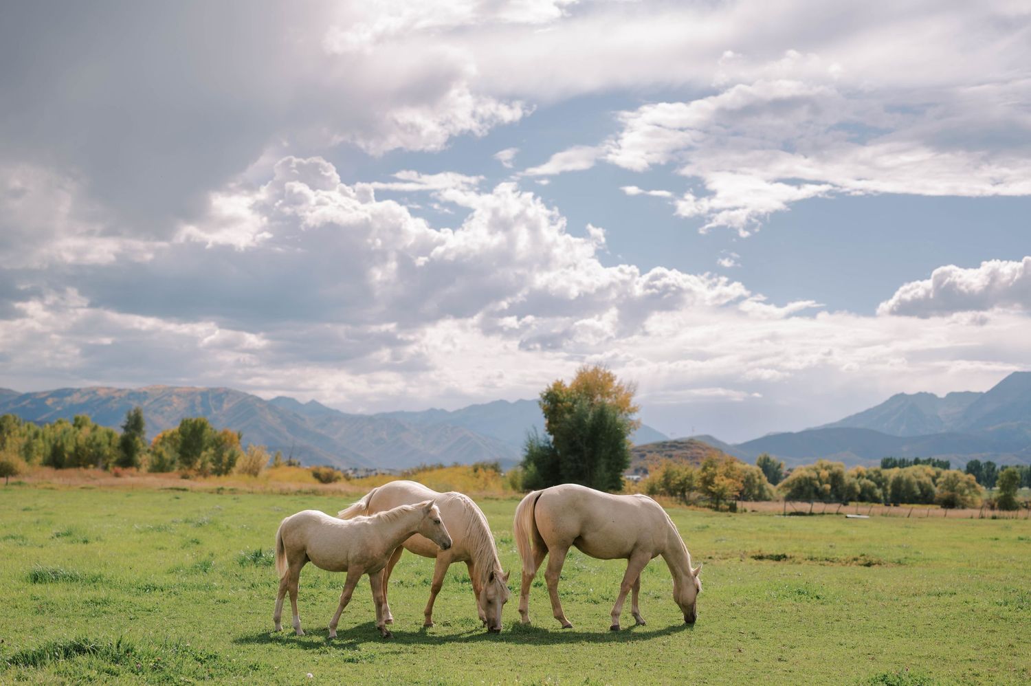 White horses graze peacefully in a scenic mountain meadow under dramatic cloudy skies.