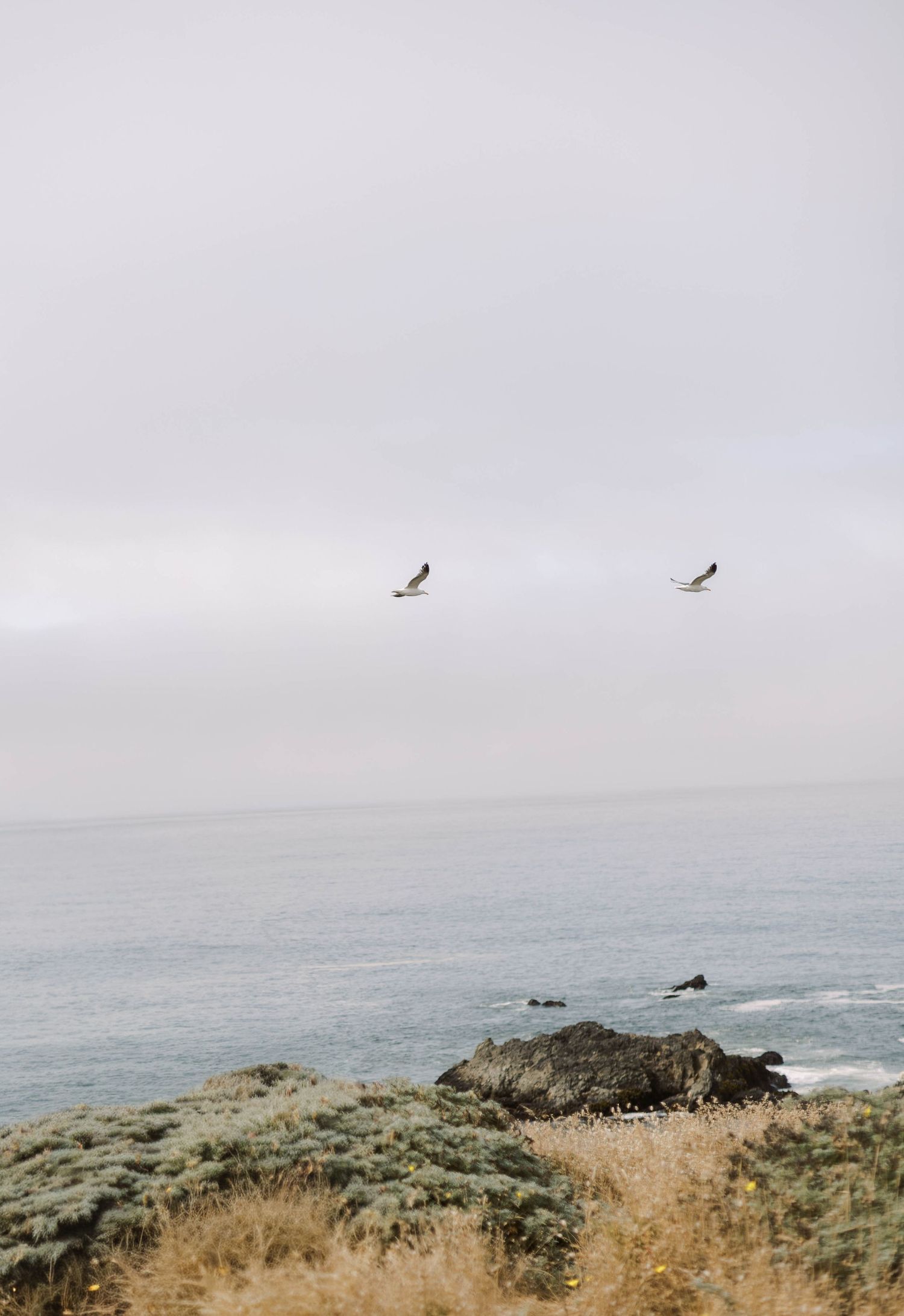 Scenic coastal landscape with seabirds flying over rugged cliffs and misty ocean views.