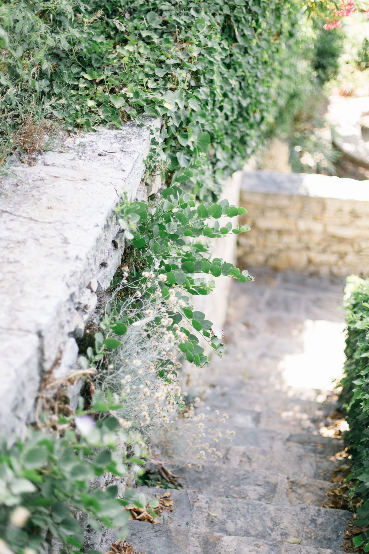 Stone steps leading downward surrounded by lush green vines and foliage.