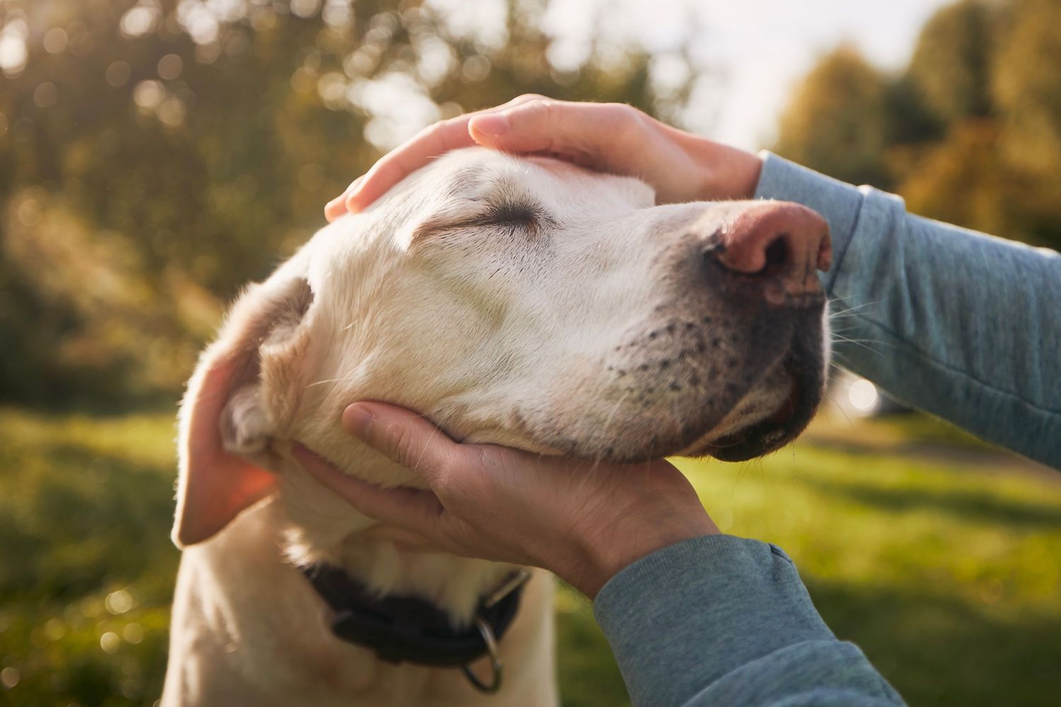 Person gently cupping the face of a happy white Labrador dog outdoors in warm sunlight.
