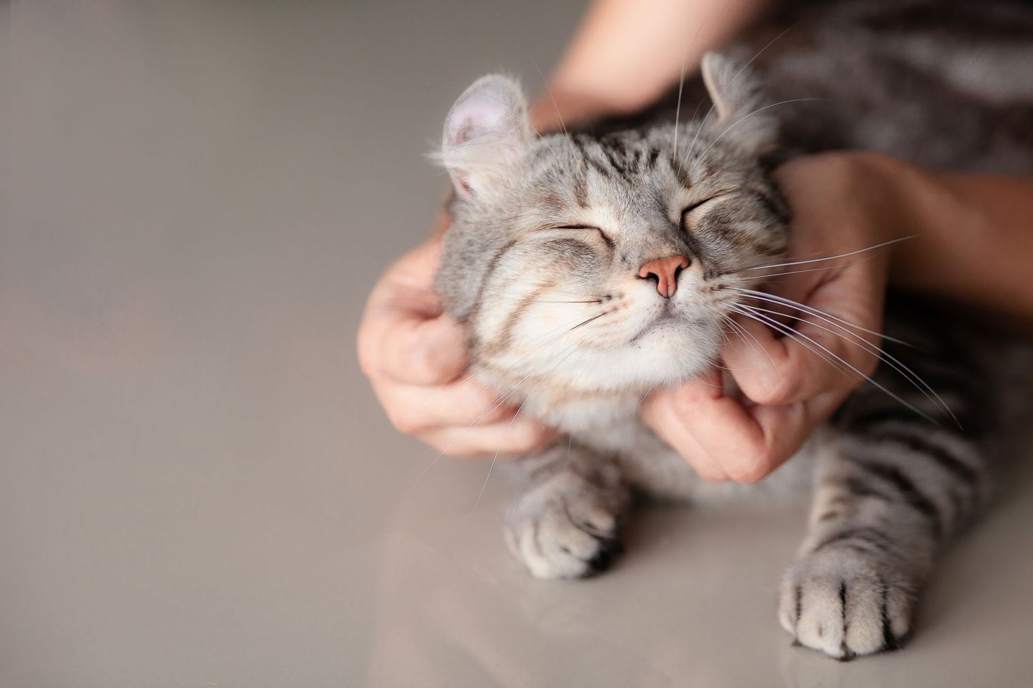 A gray tabby cat blissfully closes its eyes while being gently petted by human hands on a soft surface.