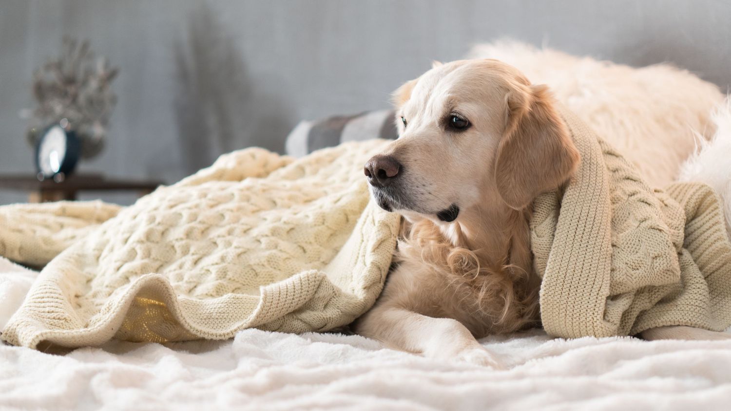 Golden retriever dog resting under a cozy knit blanket on a bed.