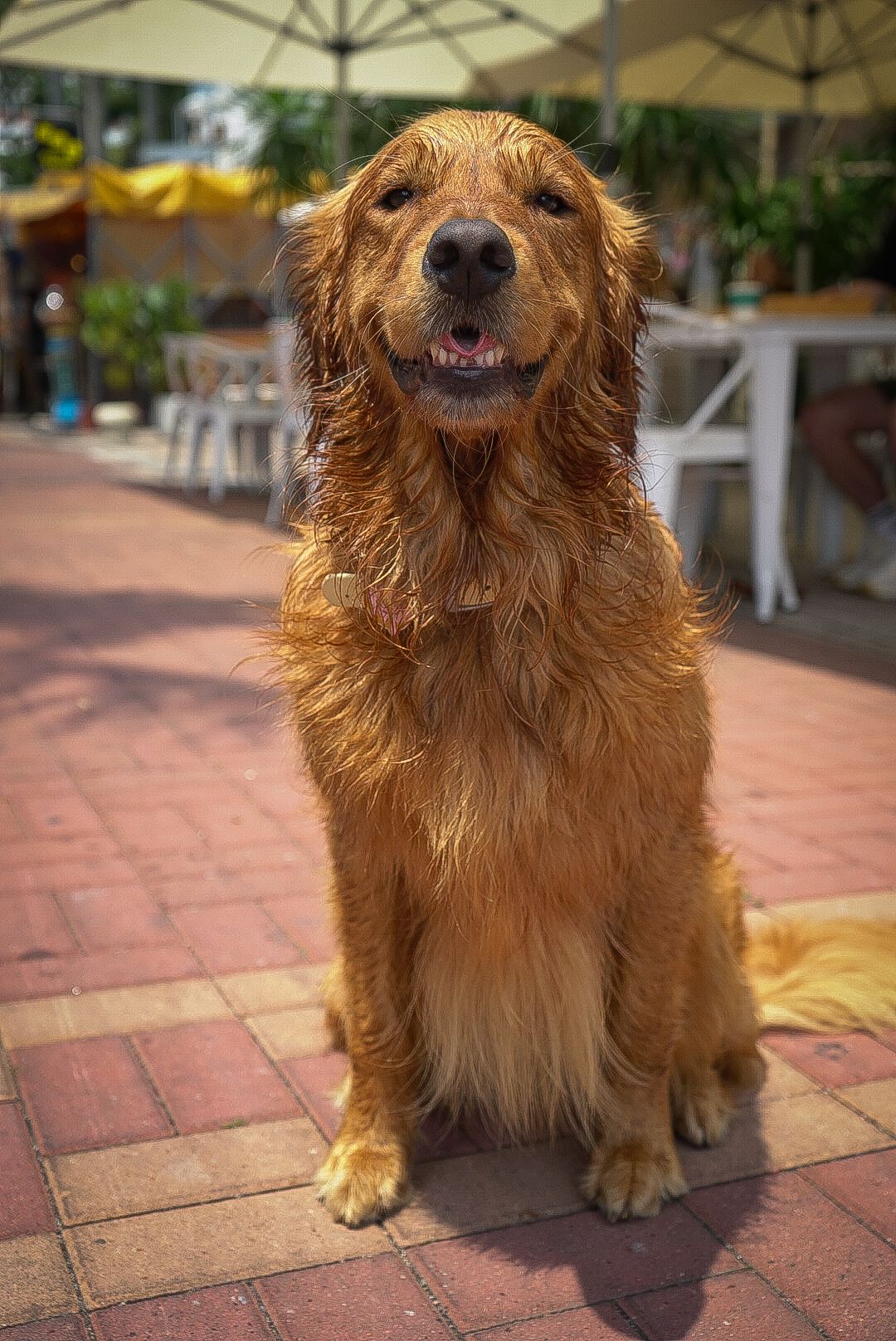 Happy golden retriever dog with a big smile sitting on brick patio near outdoor furniture.