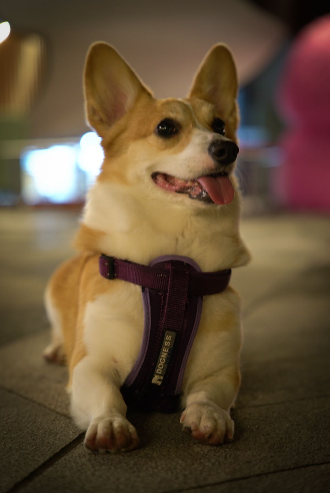 A happy Corgi wearing a purple harness sits on the floor with an alert expression and perked ears.