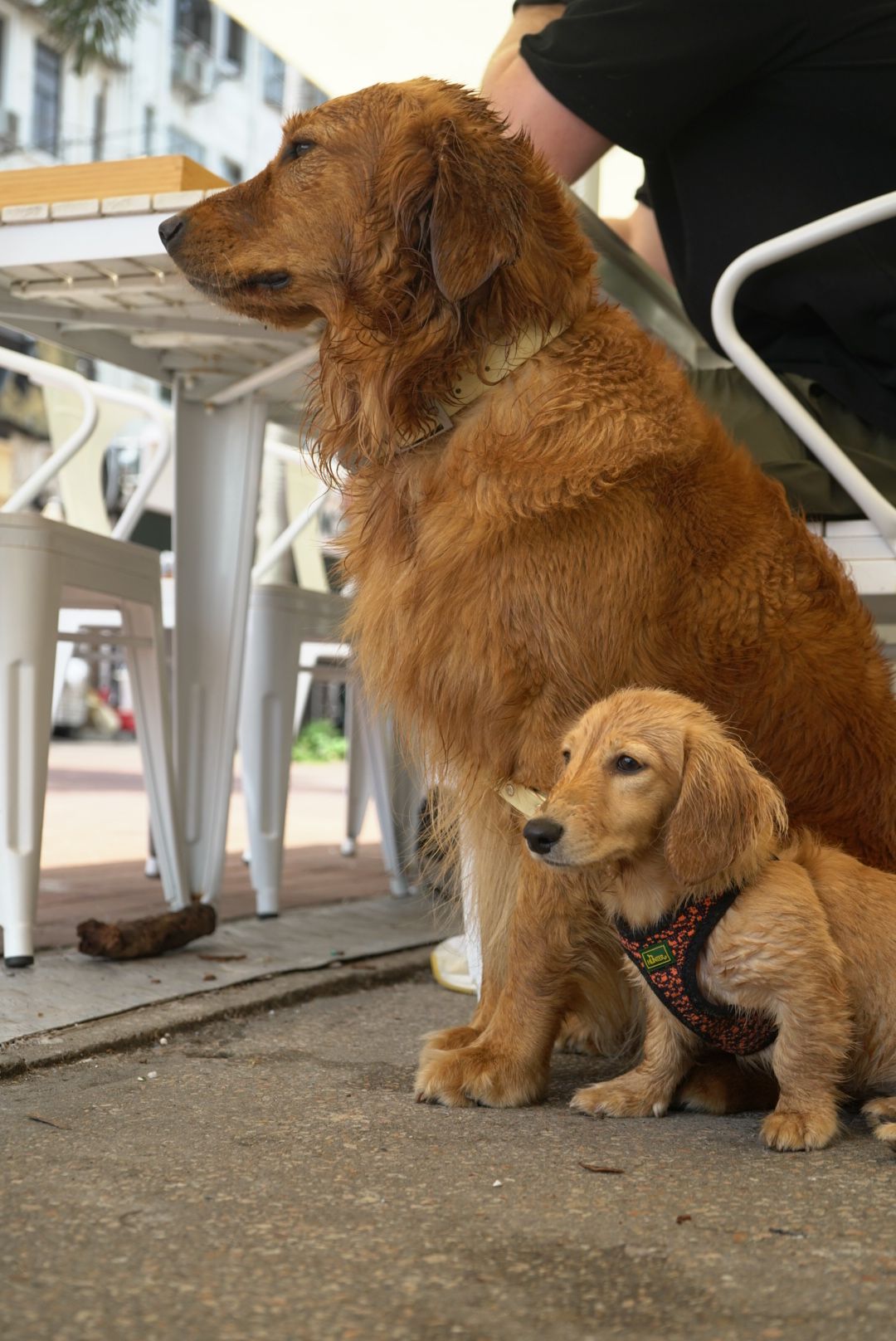 Adult golden retriever sitting protectively next to a small golden retriever puppy outdoors.