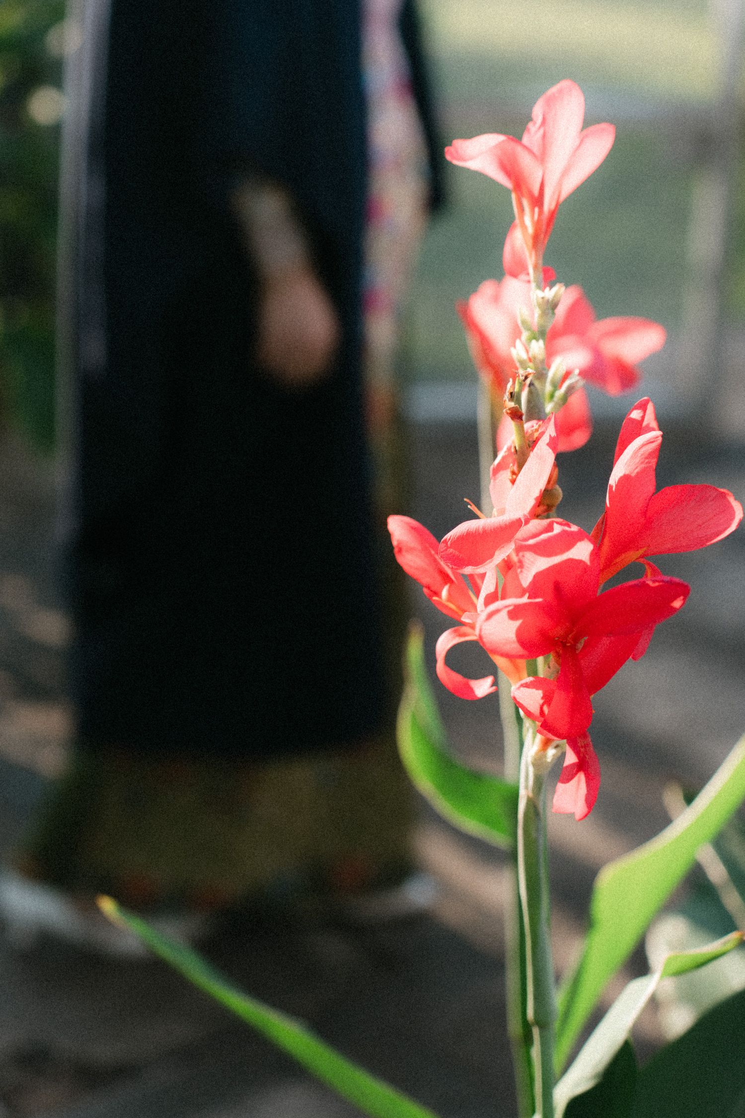 Red flowers bloom on delicate green stems against a dark background.