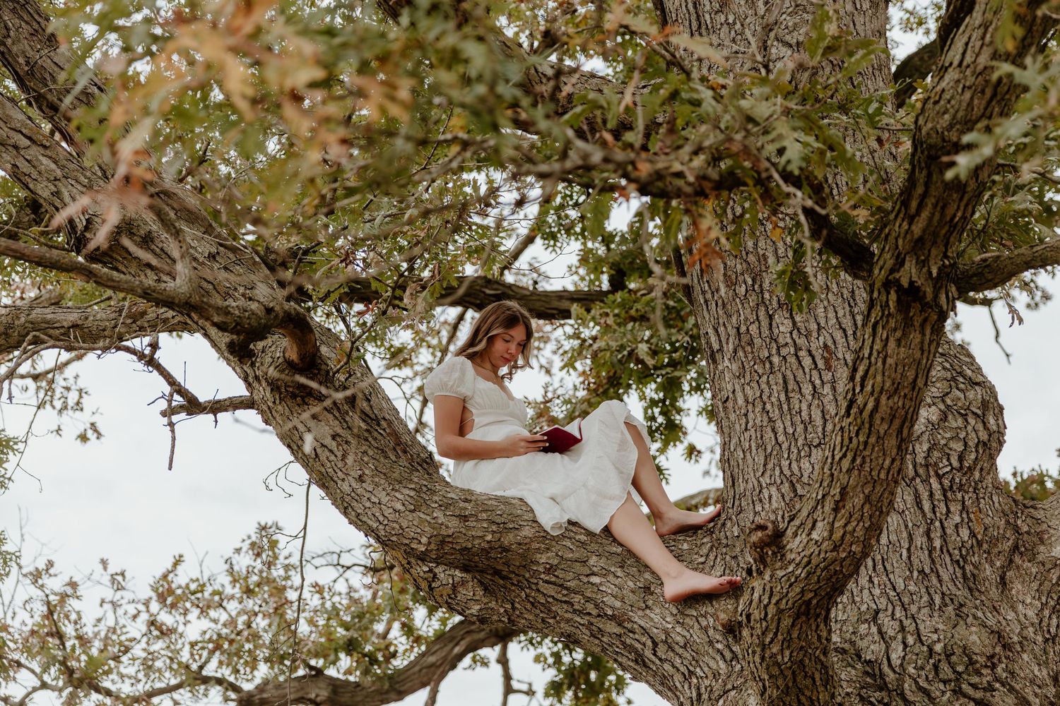 Someone in white clothing sits peacefully reading a book while perched in the branches of a large oak tree.