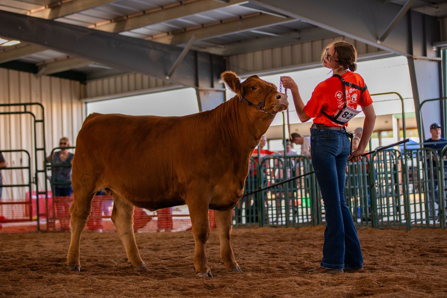 Brown show cattle being presented in indoor arena competition.