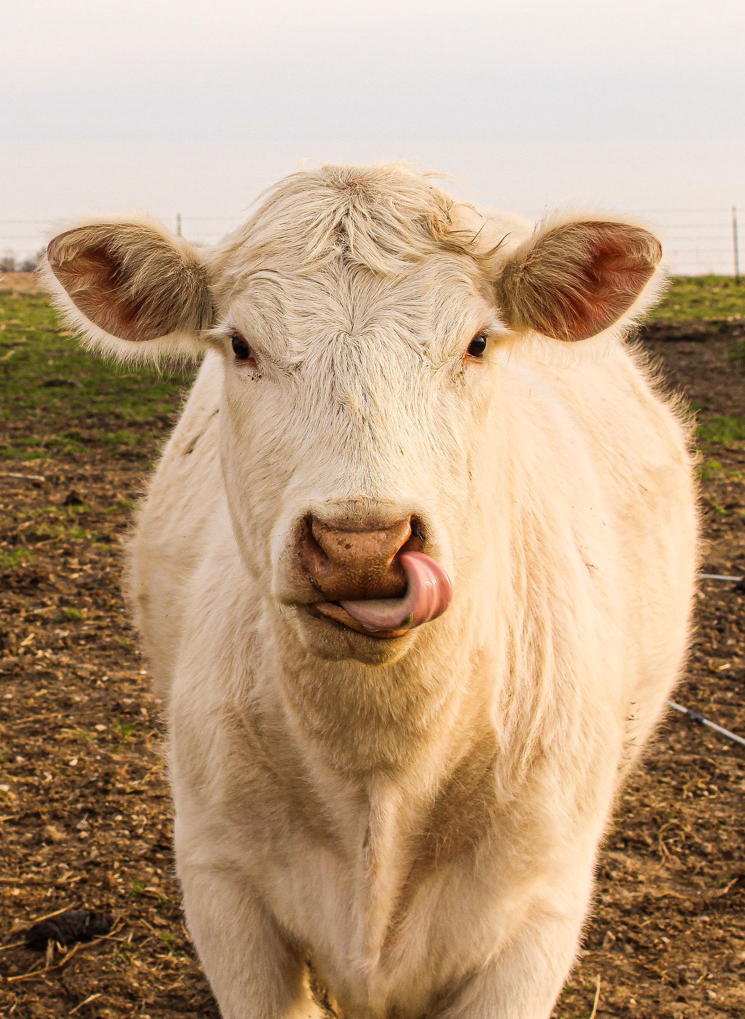 White calf sticking tongue out while looking at camera against pink sky.