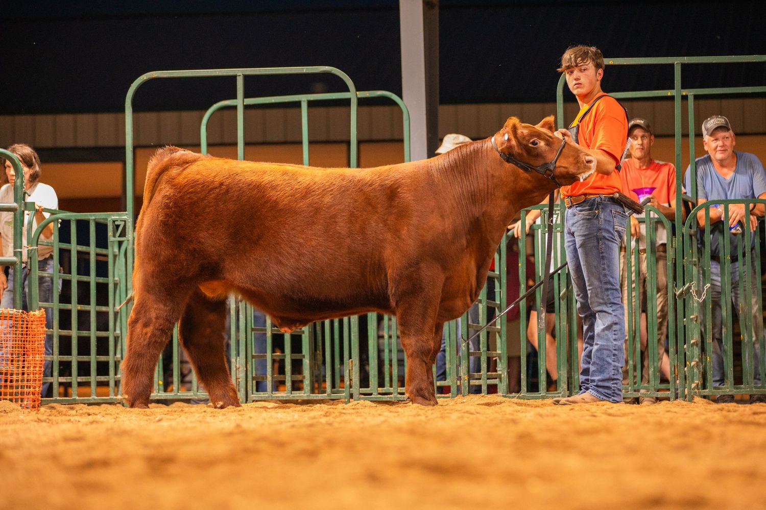 Red show heifer being presented in indoor competition arena.