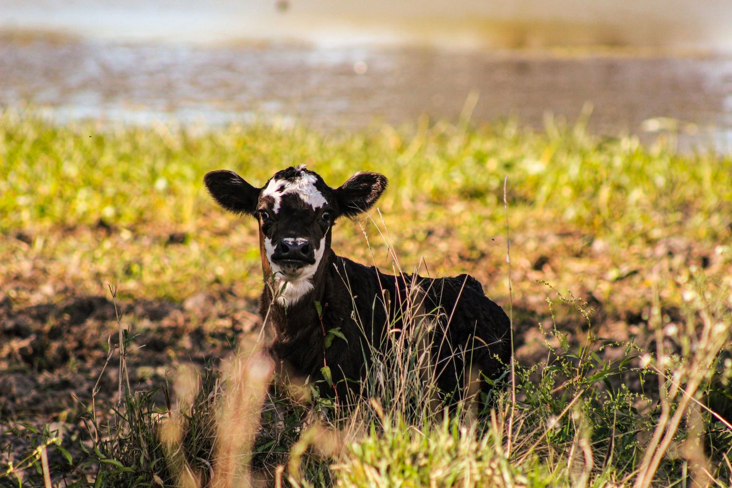 Young black calf resting in tall grass during golden hour.