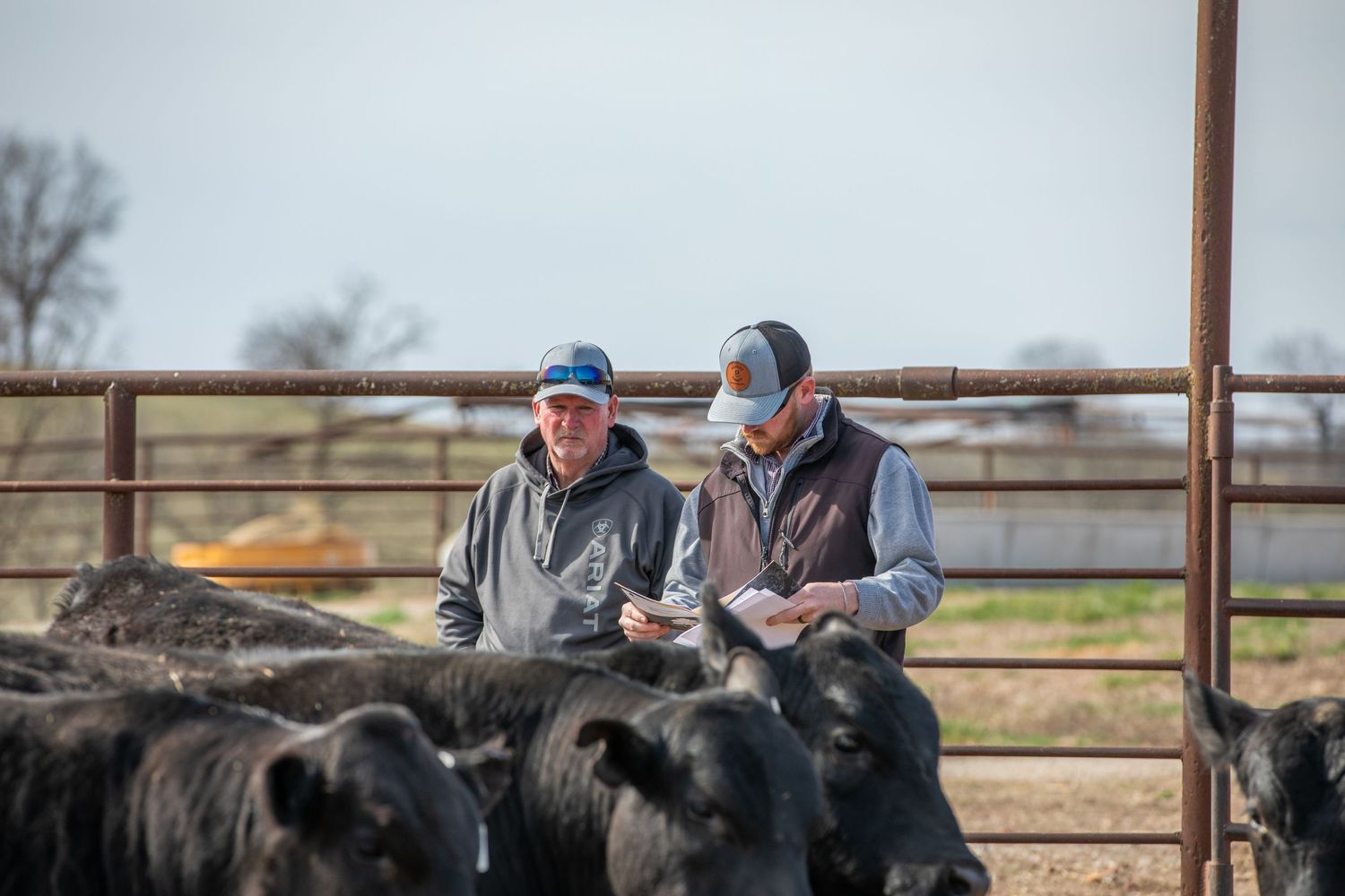 Two ranchers review documents while sitting on metal fence at cattle yard.