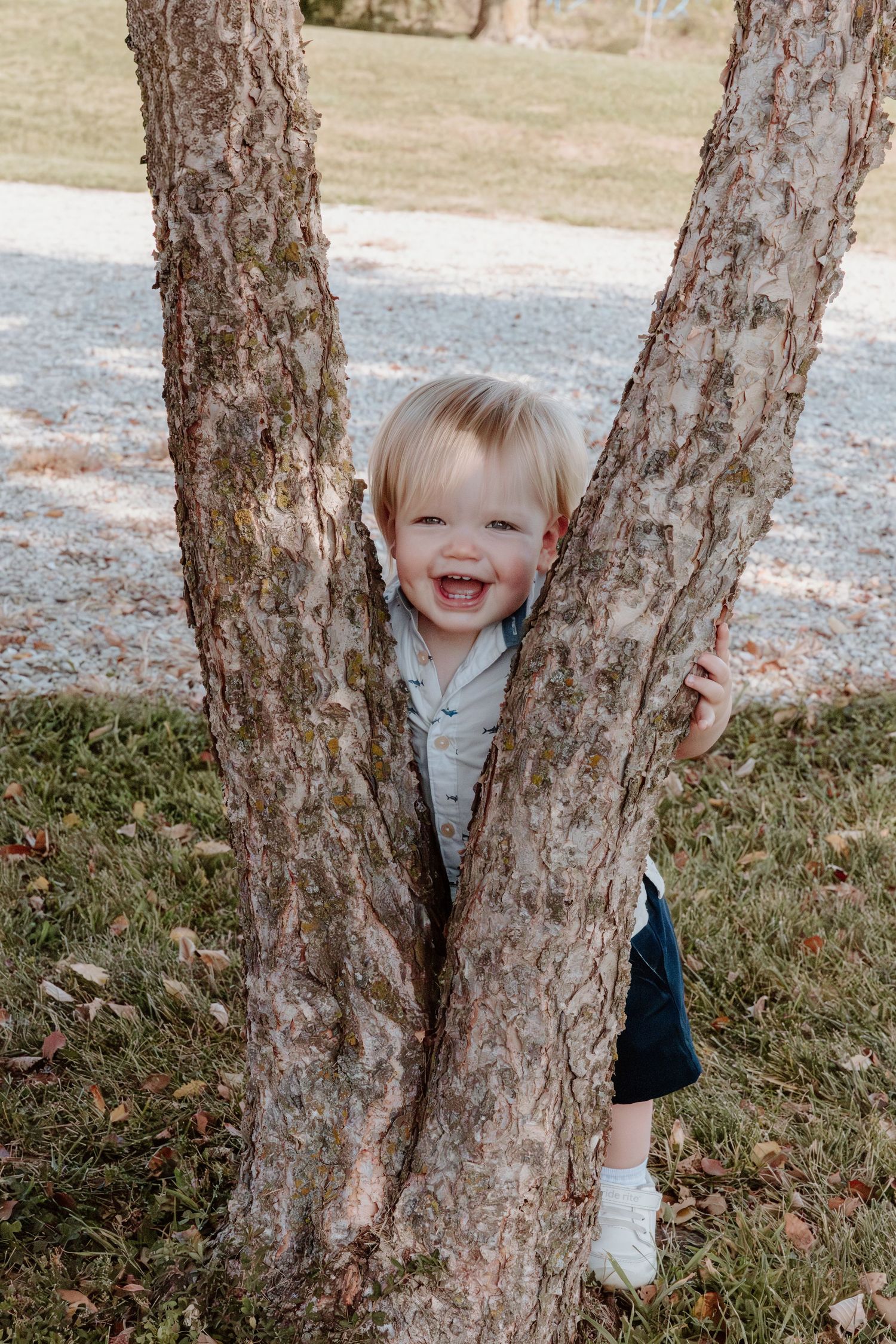 A playful sequence of a child peeking out from behind a tree trunk in a grassy outdoor setting.