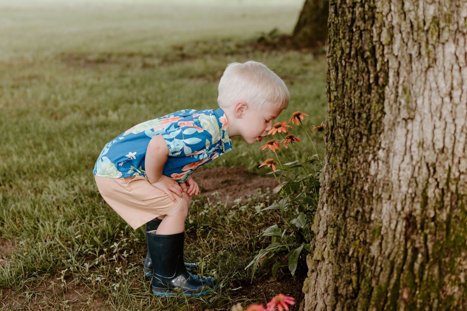 A little one in overalls climbing and playing on an old wooden tree stump in a grassy area.