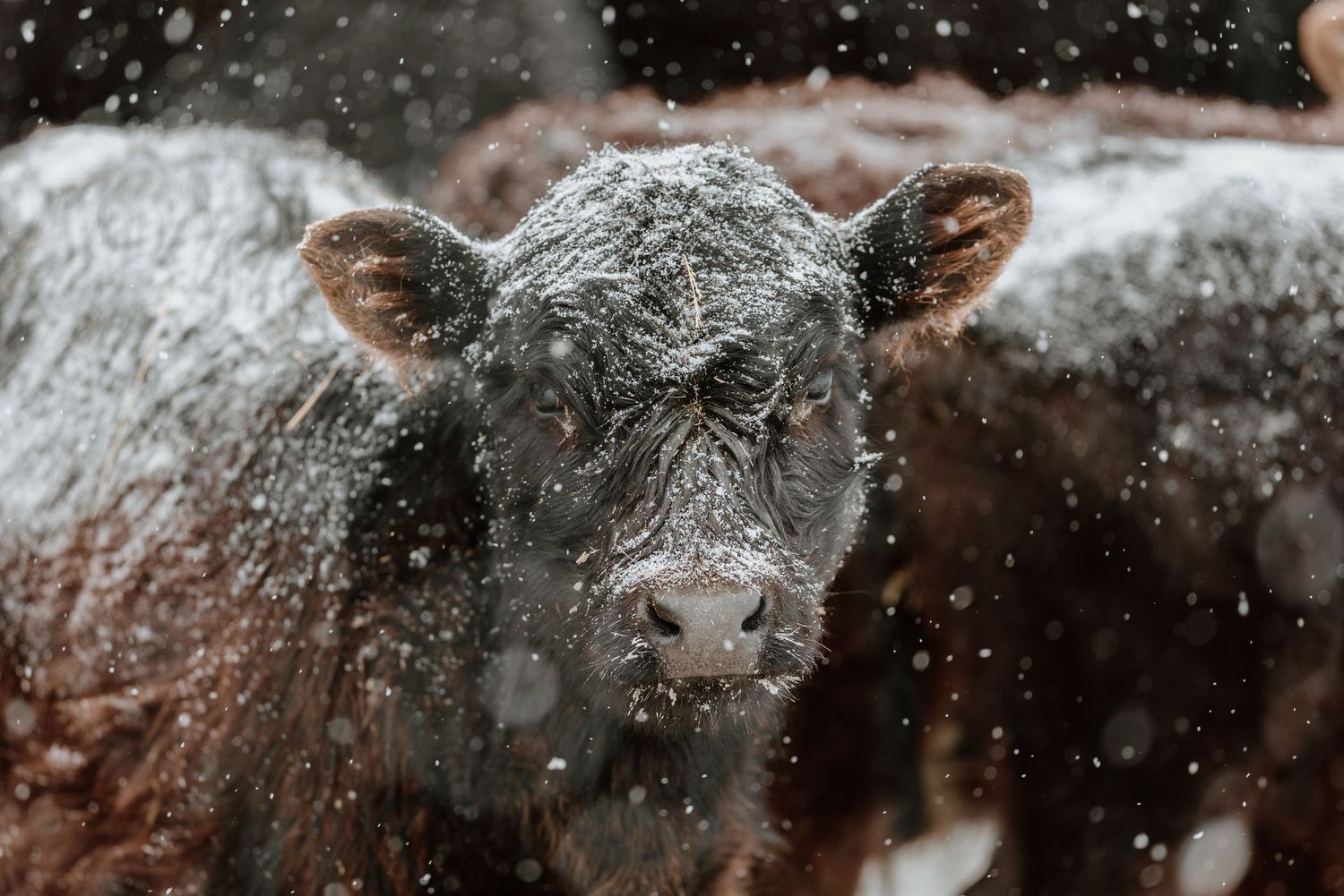 A young black cow covered in snow stands among other cattle during a winter snowstorm.
