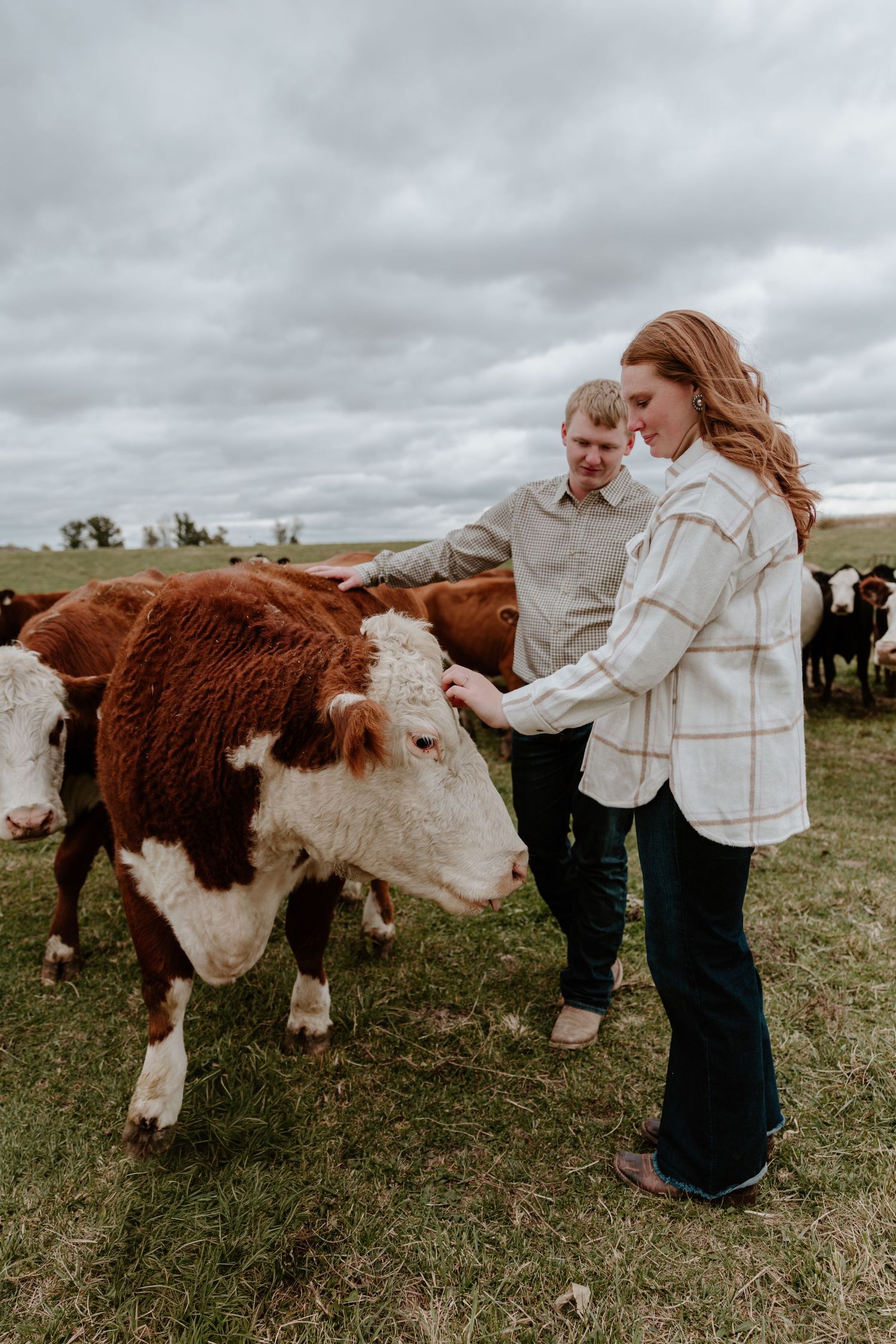 People in casual attire interact with a Hereford cow on a cloudy day in a rural pasture setting.