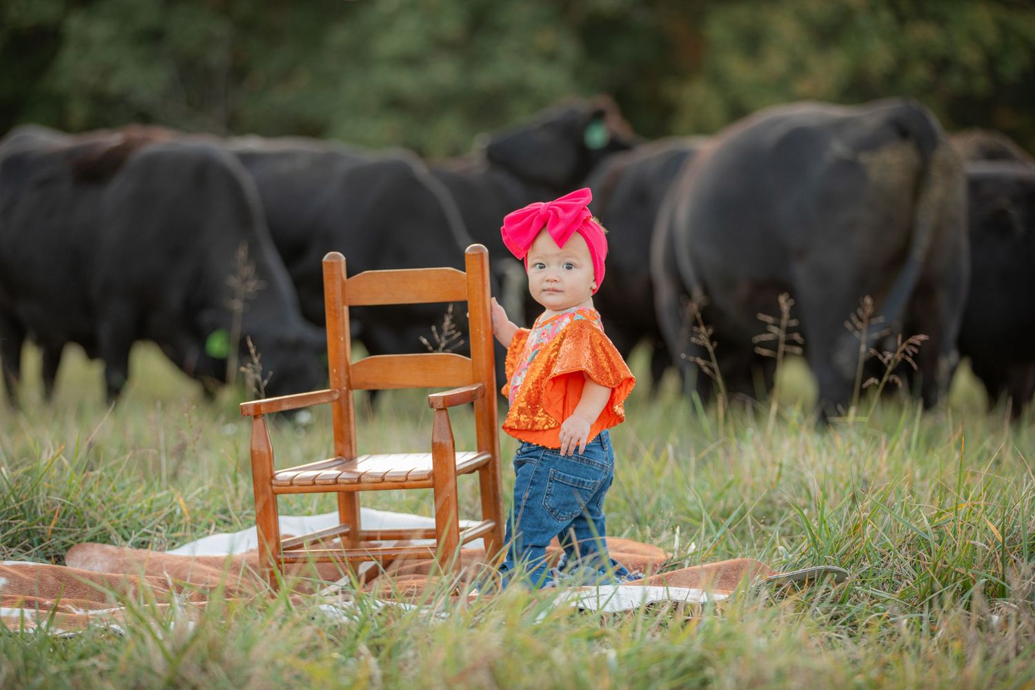 Toddler in orange shirt next to wooden chair with black cattle grazing in background.