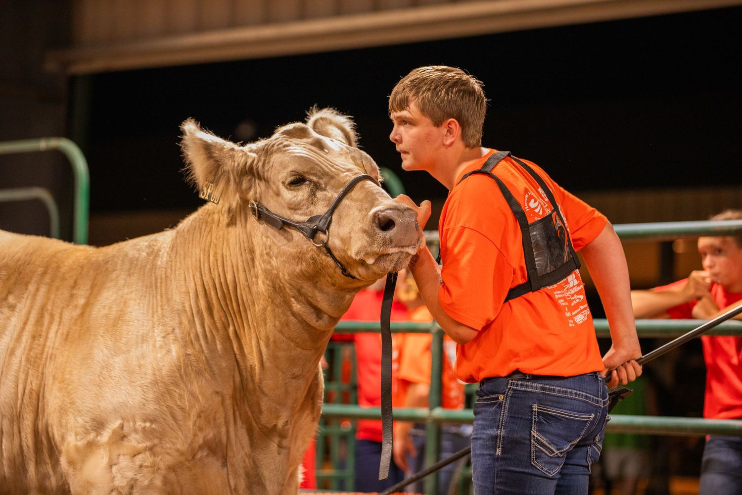 Light brown show cattle interacting with handler during competition event.