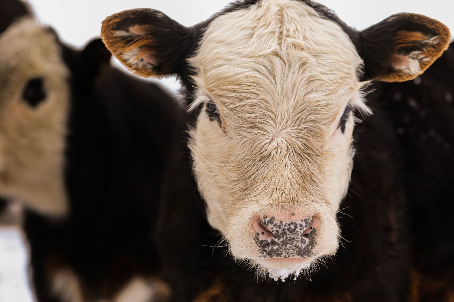 Close-up portrait of a white-faced calf with frosty nose in winter.
