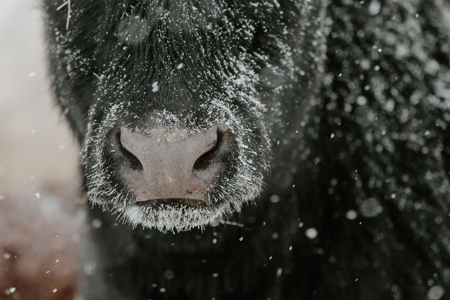 Close-up of a black cow's snow-dusted nose and muzzle during a winter snowstorm.