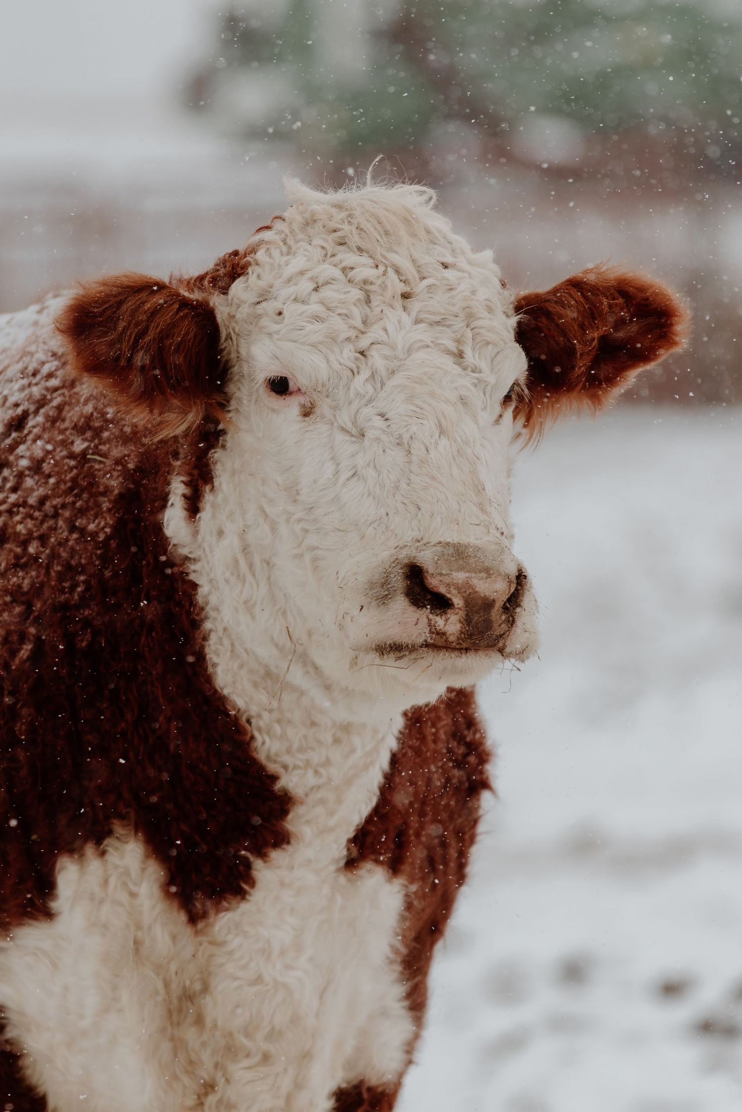 A Hereford cow with brown and white fur stands in a snowy field during a winter snowfall.