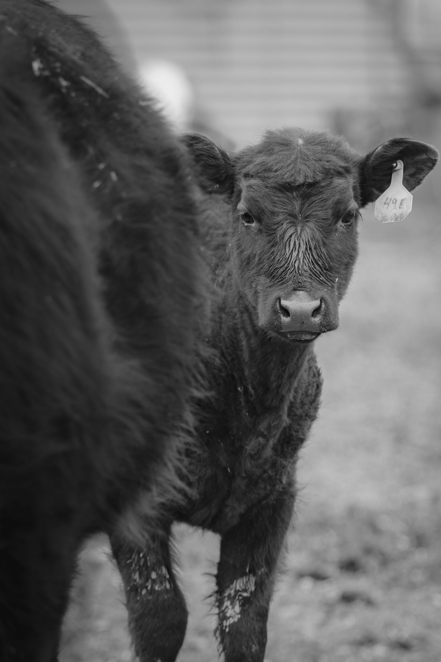 Black and white photo of a young calf with an ear tag standing beside its mother on a farm.