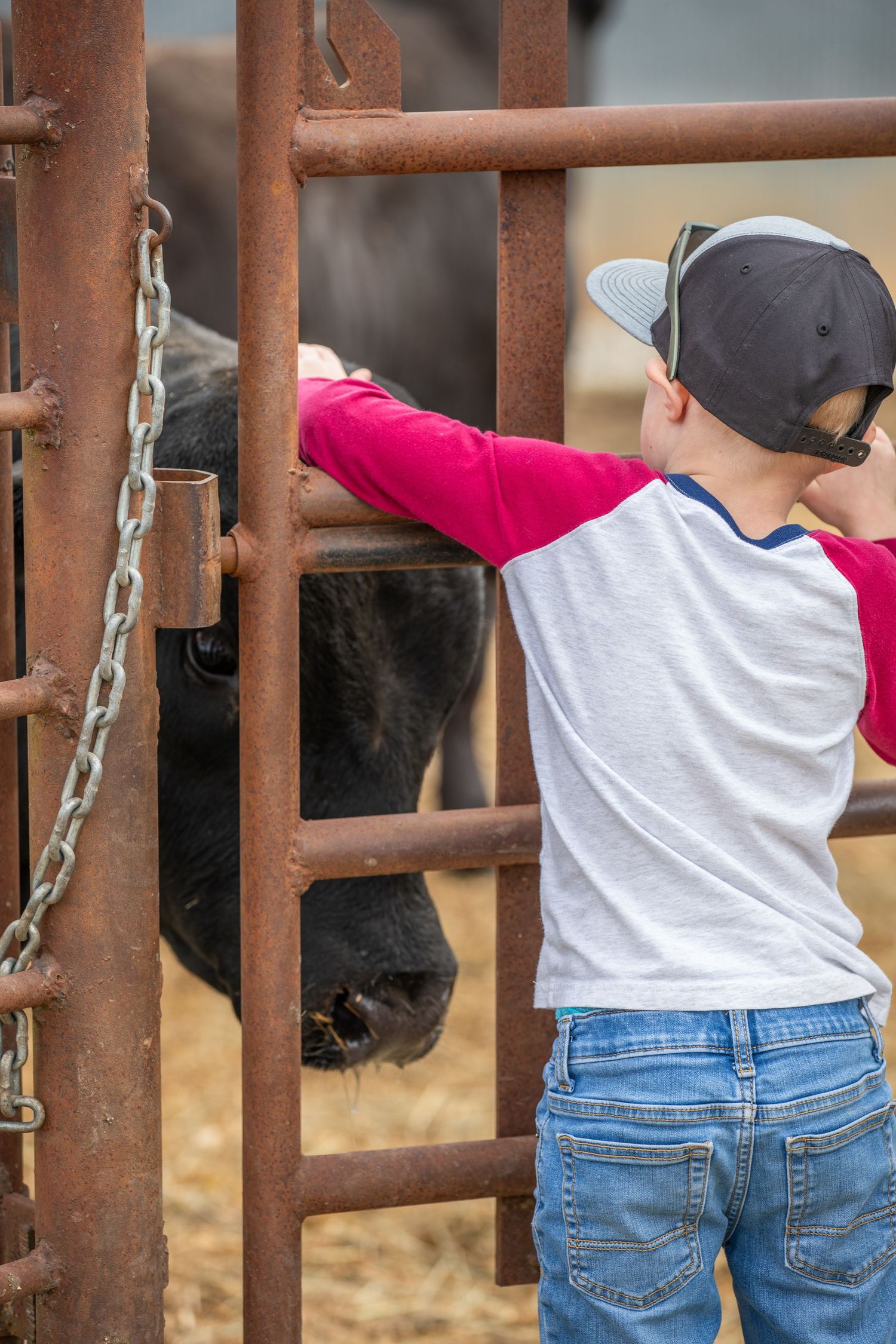 Young rancher in a baseball cap reaching through metal cattle gates to interact with livestock.