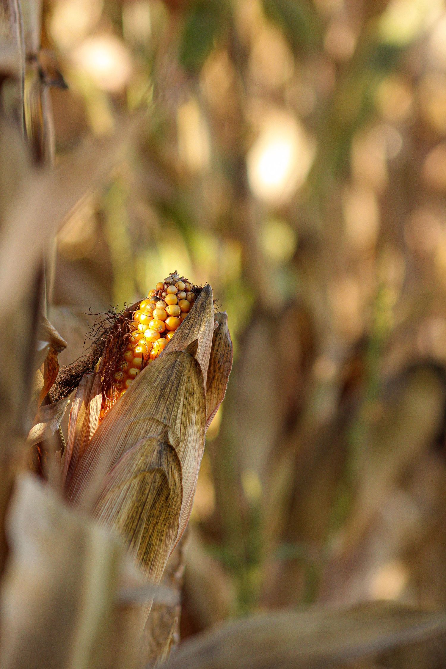 Close-up of a dried corn ear revealing golden kernels in soft focus.