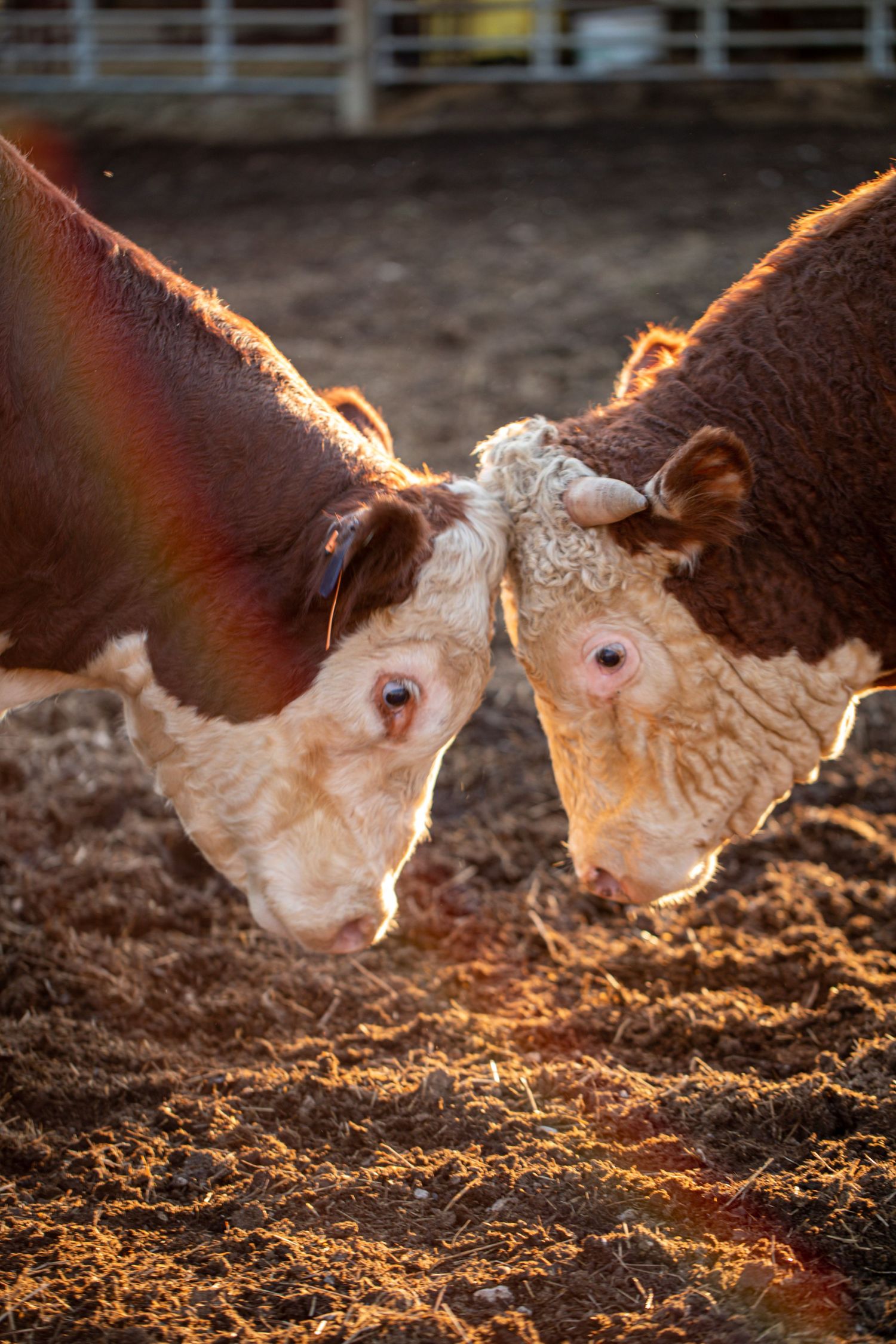 Two Hereford cattle touching noses at sunset with golden backlight.