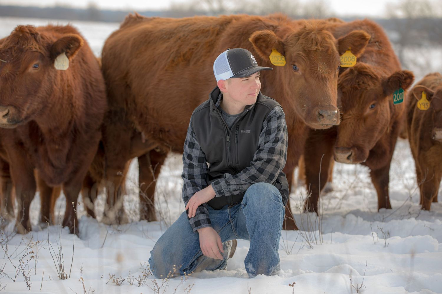 Rancher kneels in snowy field with red and brown cattle herd gathered behind in winter setting.
