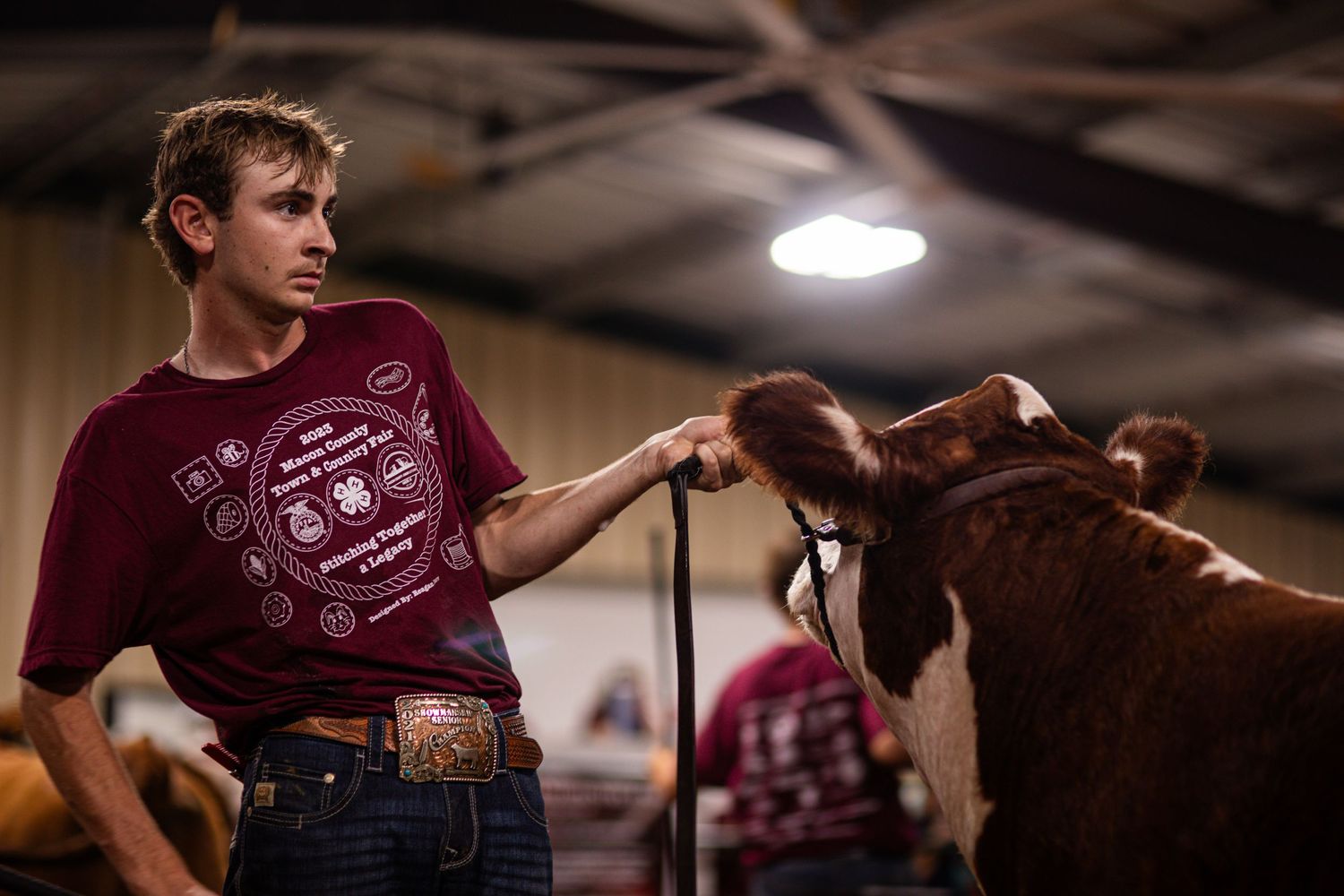 Young person in burgundy t-shirt gently pets a brown show cow in an indoor arena.