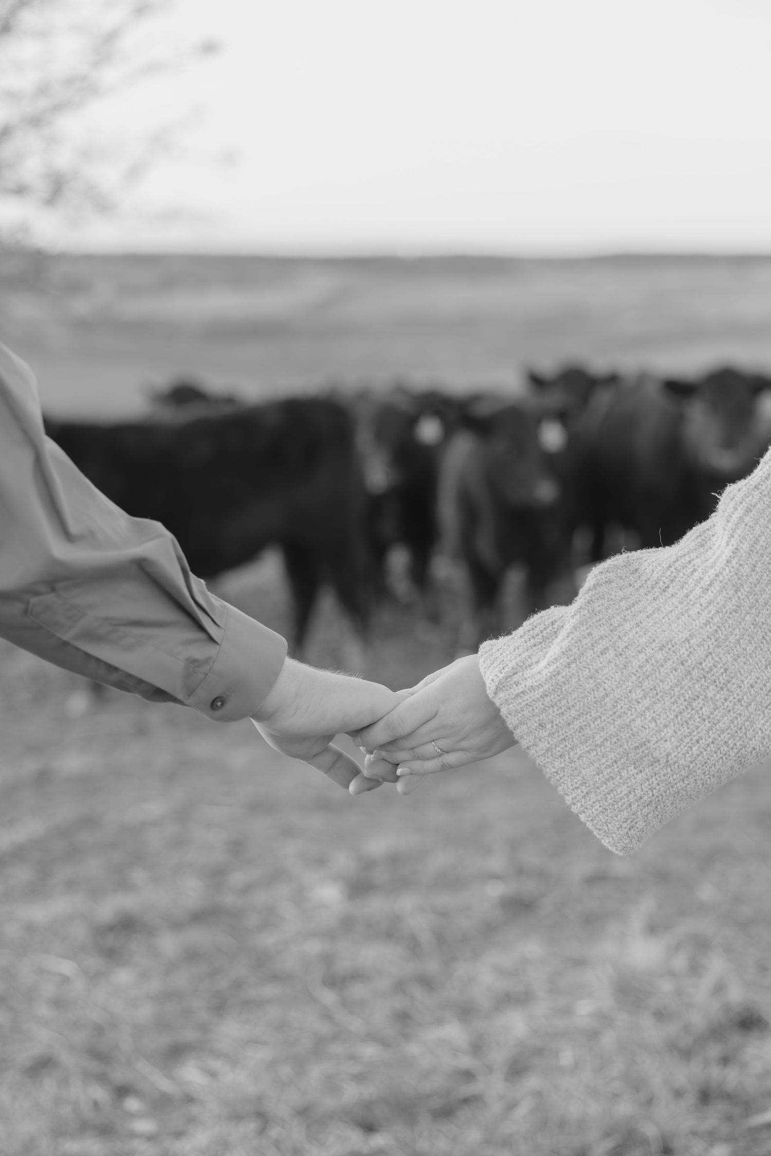 A black and white panoramic sequence showing hands reaching out against a distant herd of cattle in a field.