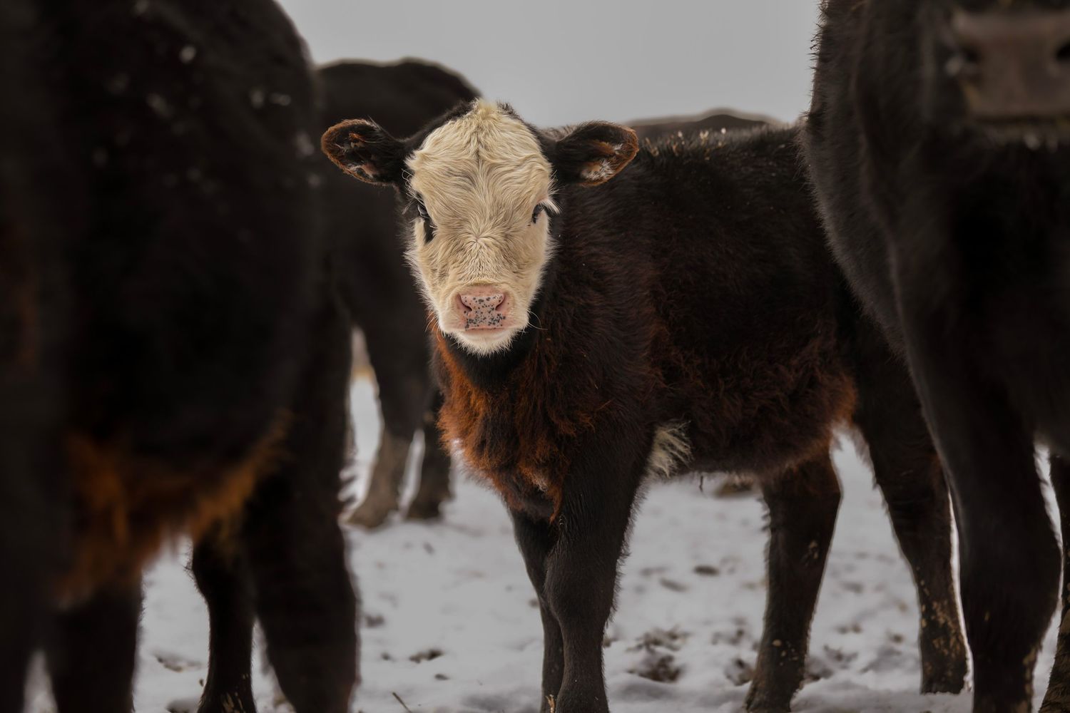 A light-colored calf stands among dark cattle in snowy conditions.
