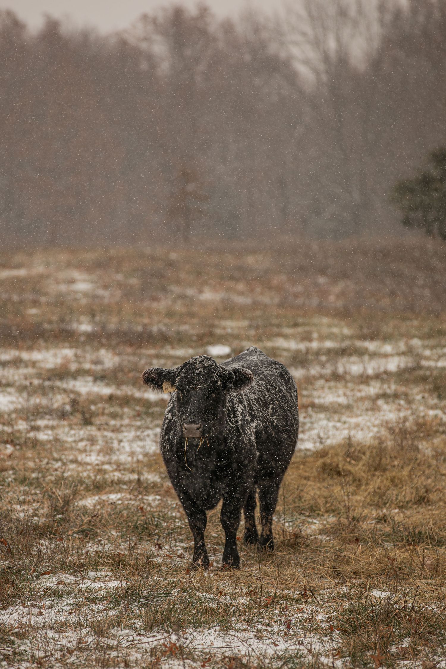 Black cow standing in a snowy winter field with bare trees in the background.