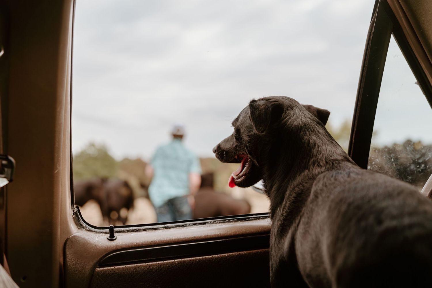 A brown dog with a red tongue sticks its head out of a car window on a sunny day.