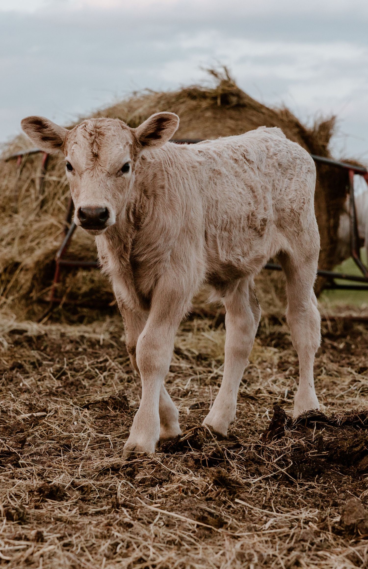 A young light-colored calf stands in a muddy pasture with hay bales visible in the background.
