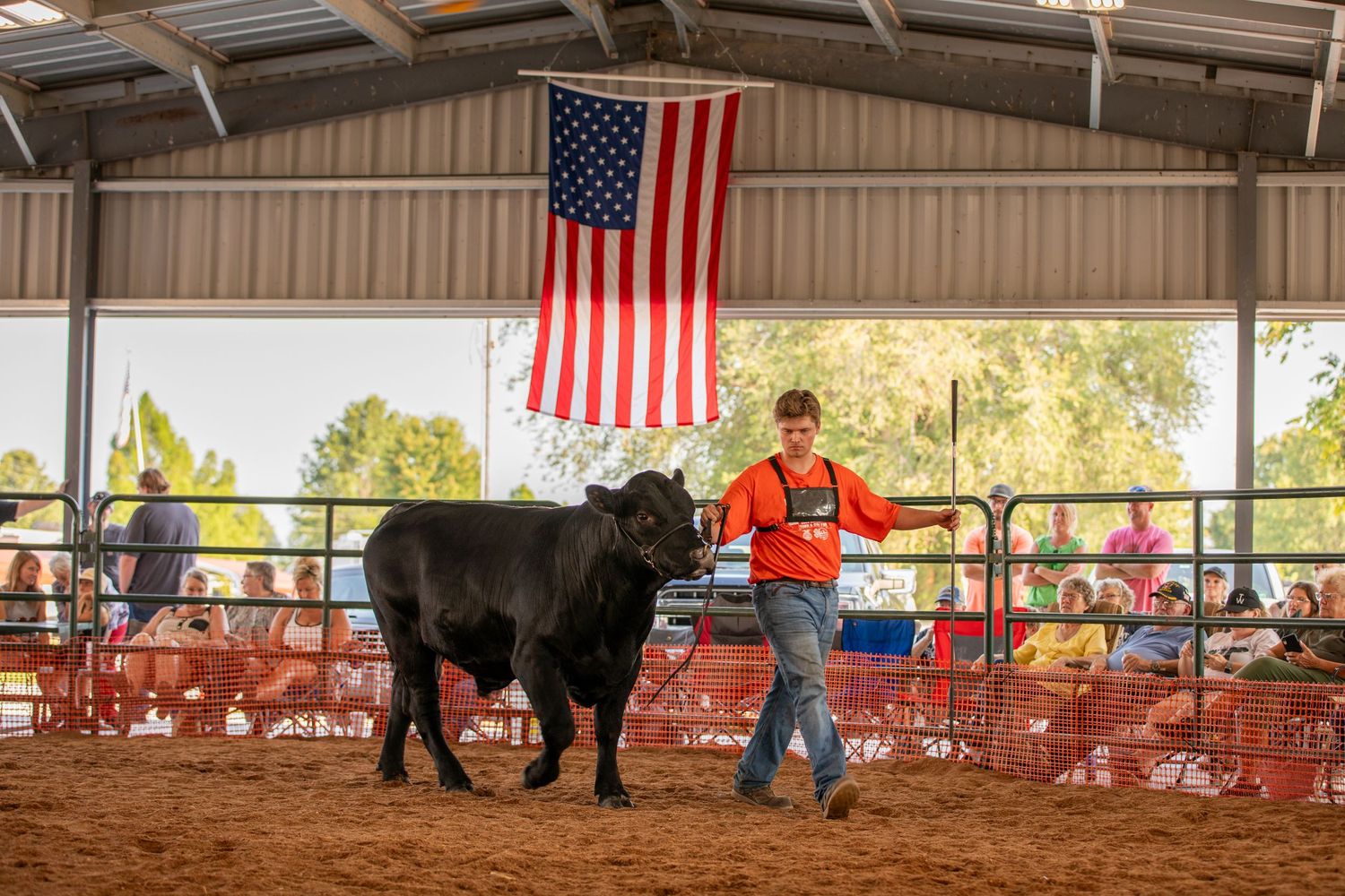 Cattle show competition in covered arena with American flag displayed overhead.