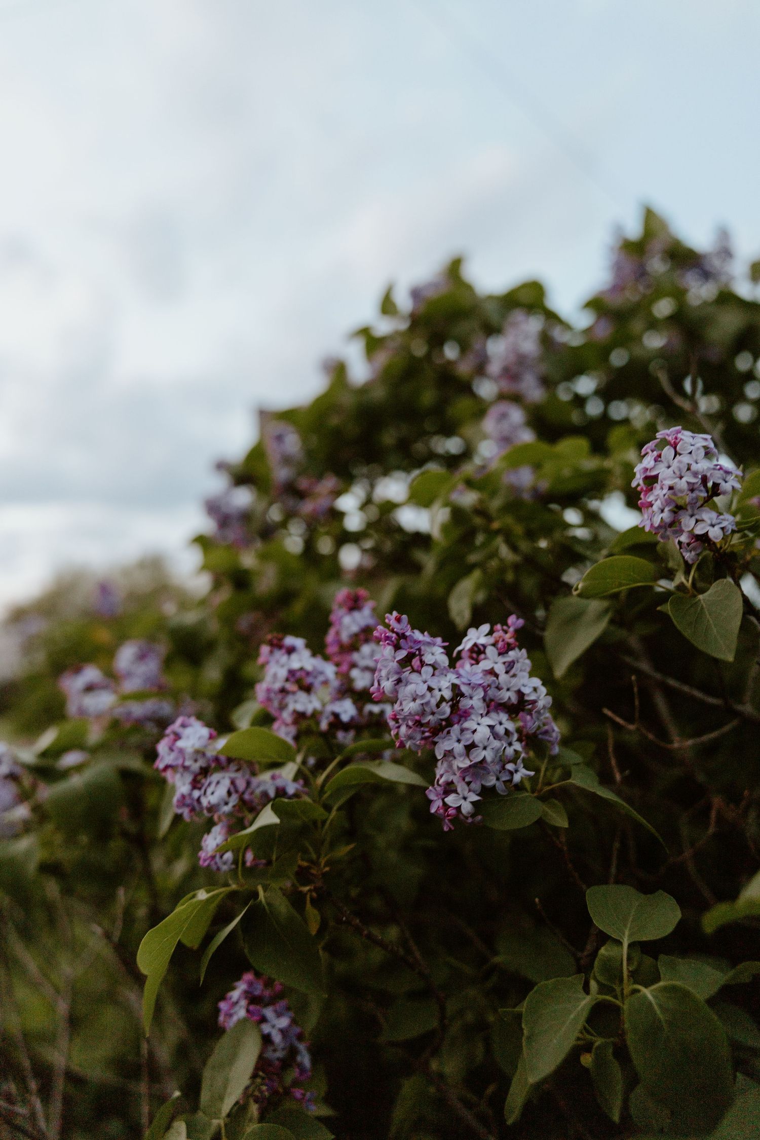 Blooming purple lilac flowers against green foliage and a blurred background on a cloudy day.