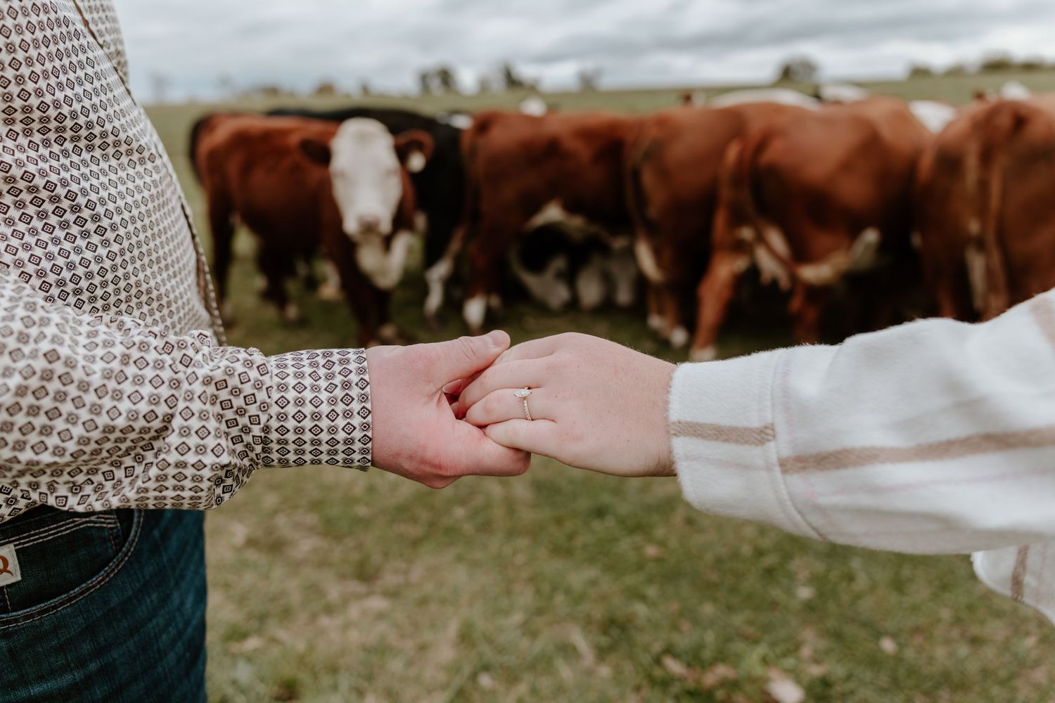 A romantic moment captured between two people holding hands in a field with cows grazing in the background.