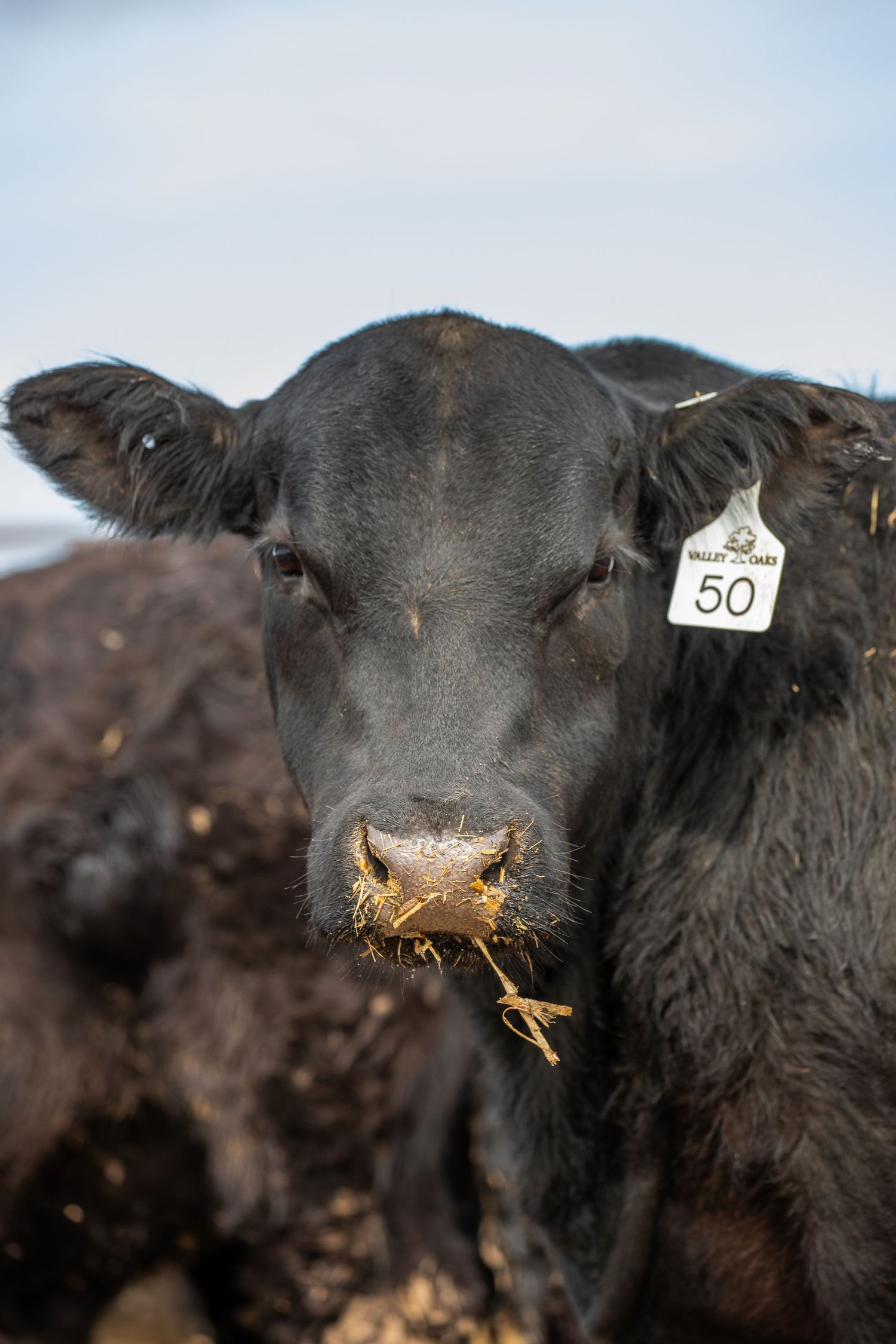 Close-up of a black cow with ear tag number 50 and hay in its mouth.