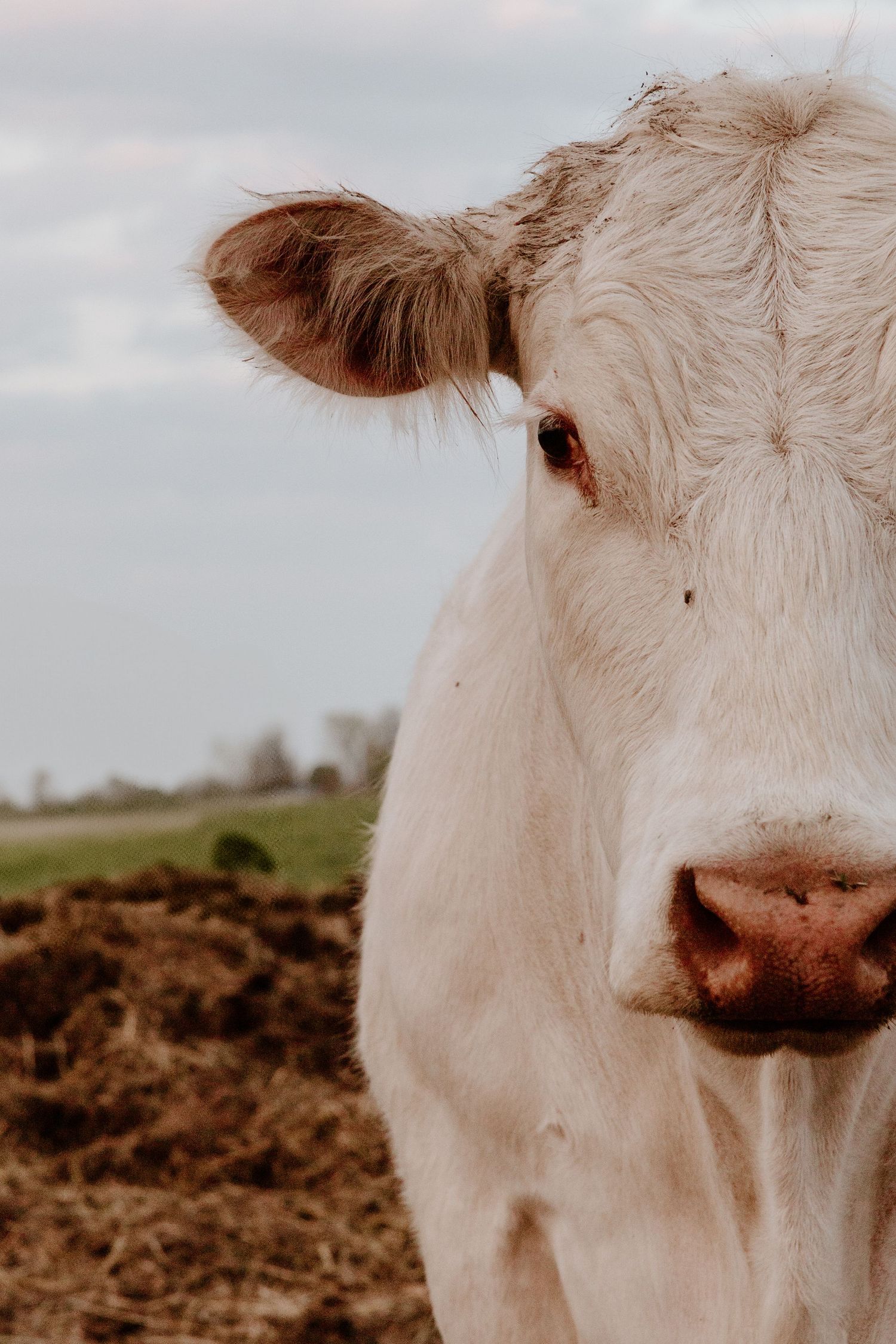 Close-up shot of a white cow's face against an earthy background showing subtle texture and gentle expression.